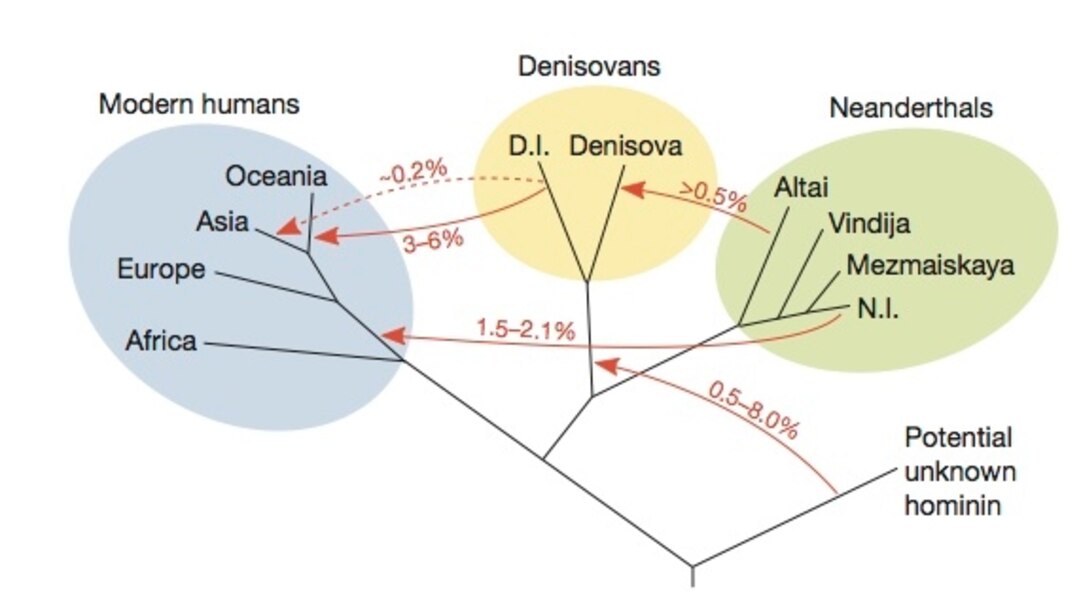 Neanderthal Dna Sequence