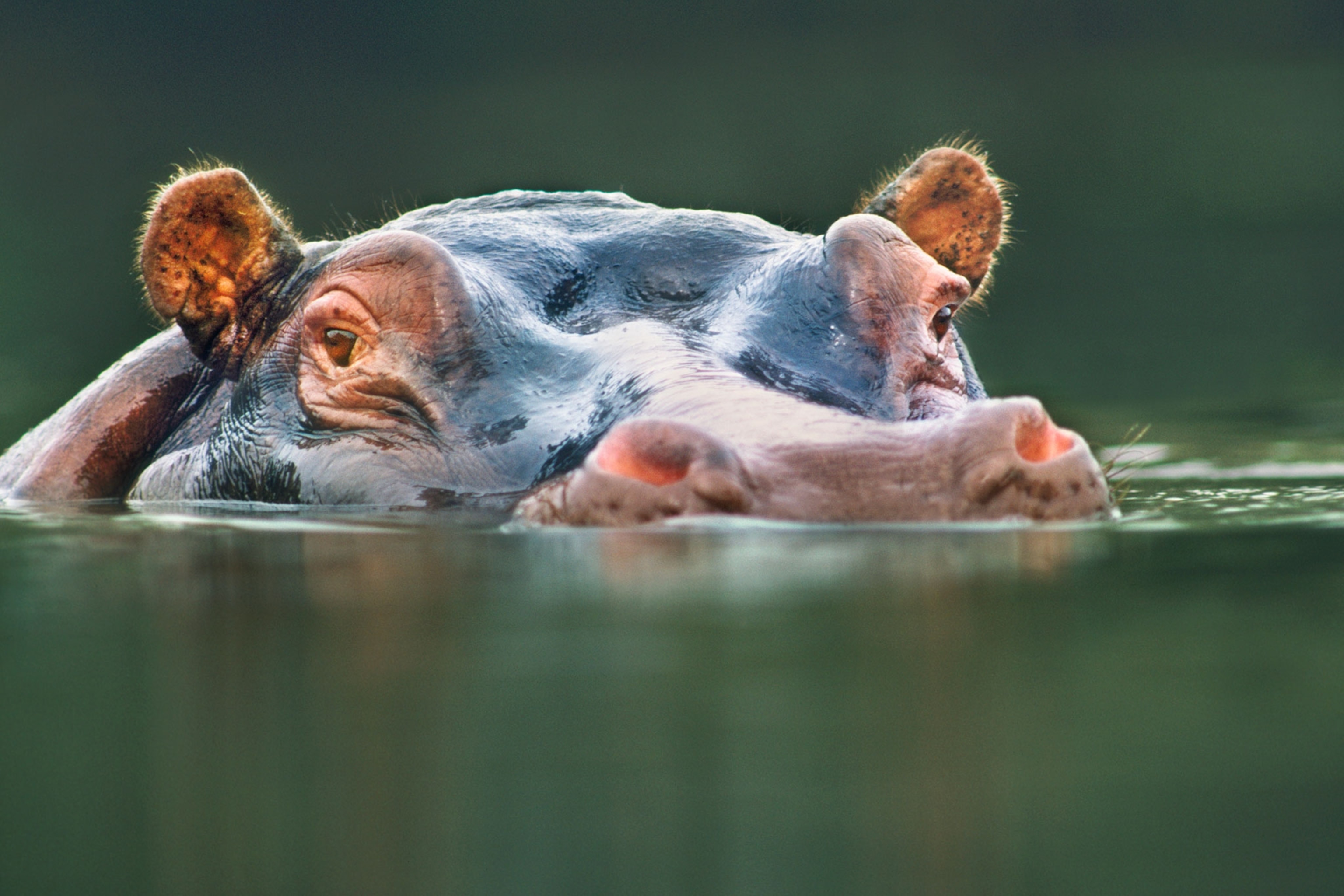See photographer Frans Lanting's best work