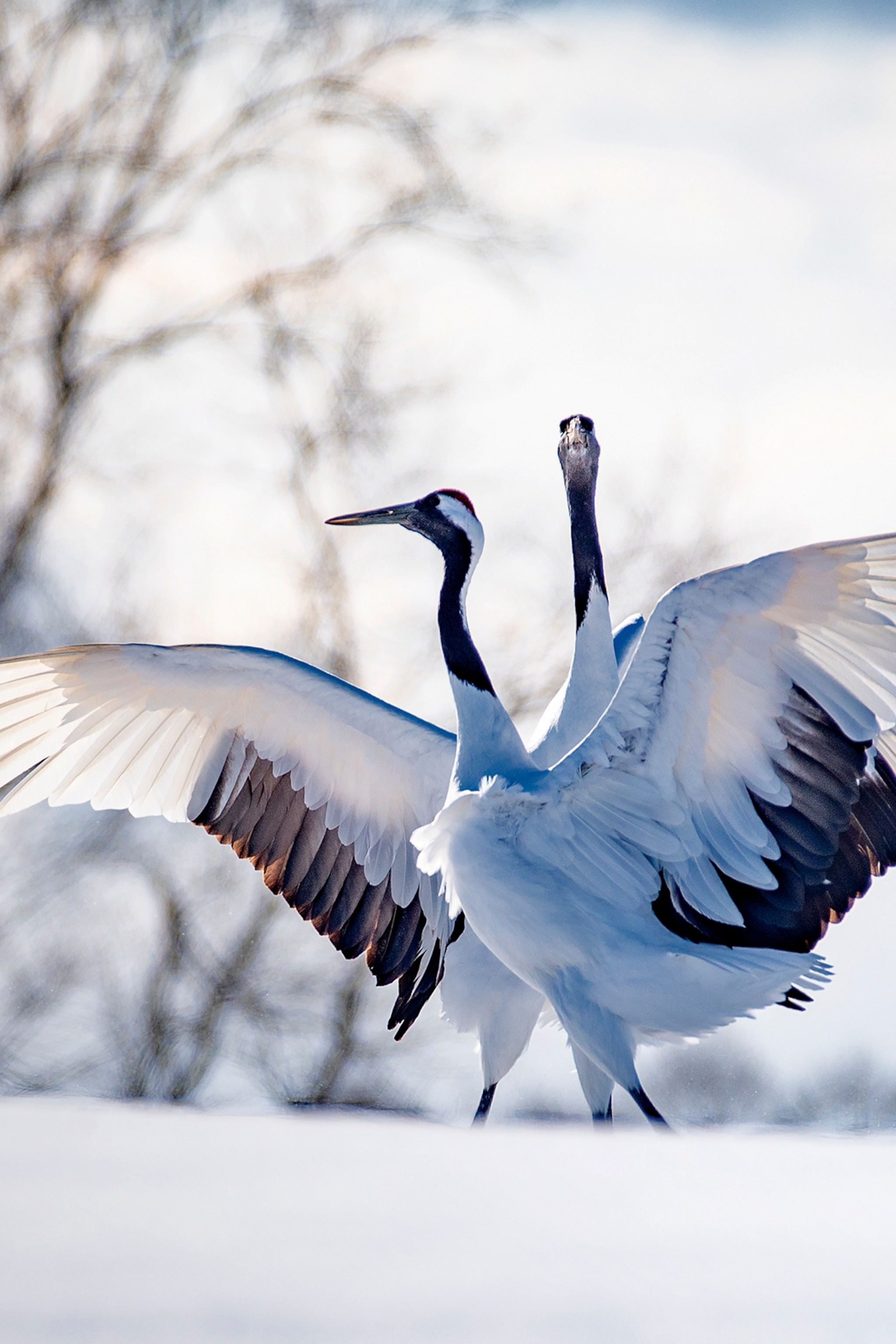 A pair of red-crowned cranes in a snowy landscapes with showing off their feathered wings.