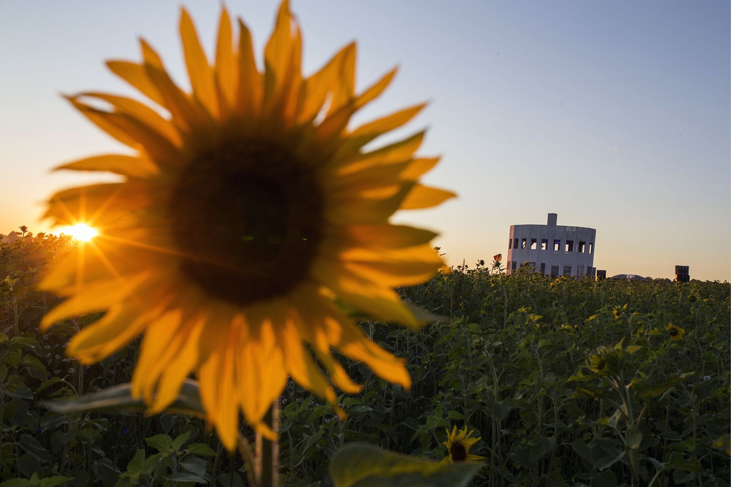 Seeds and oil from sunflowers, here in the Kaluga Region of Russia, get a workout during Lent. Photograph by Sergei Bobylev, TASS, Alamy Live News