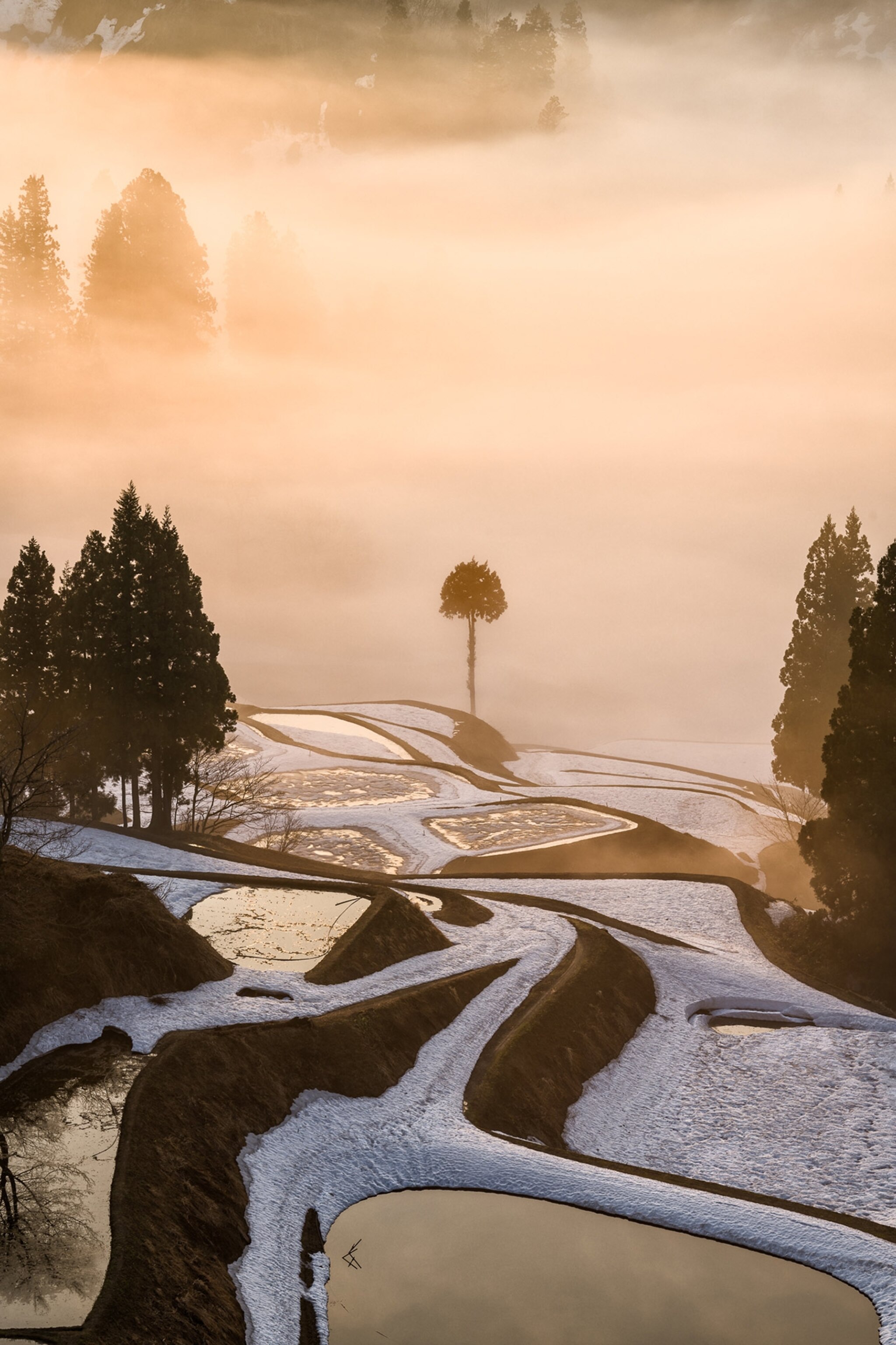 snow covered rice fields in fog, Nagaoka, Niigata, Japan