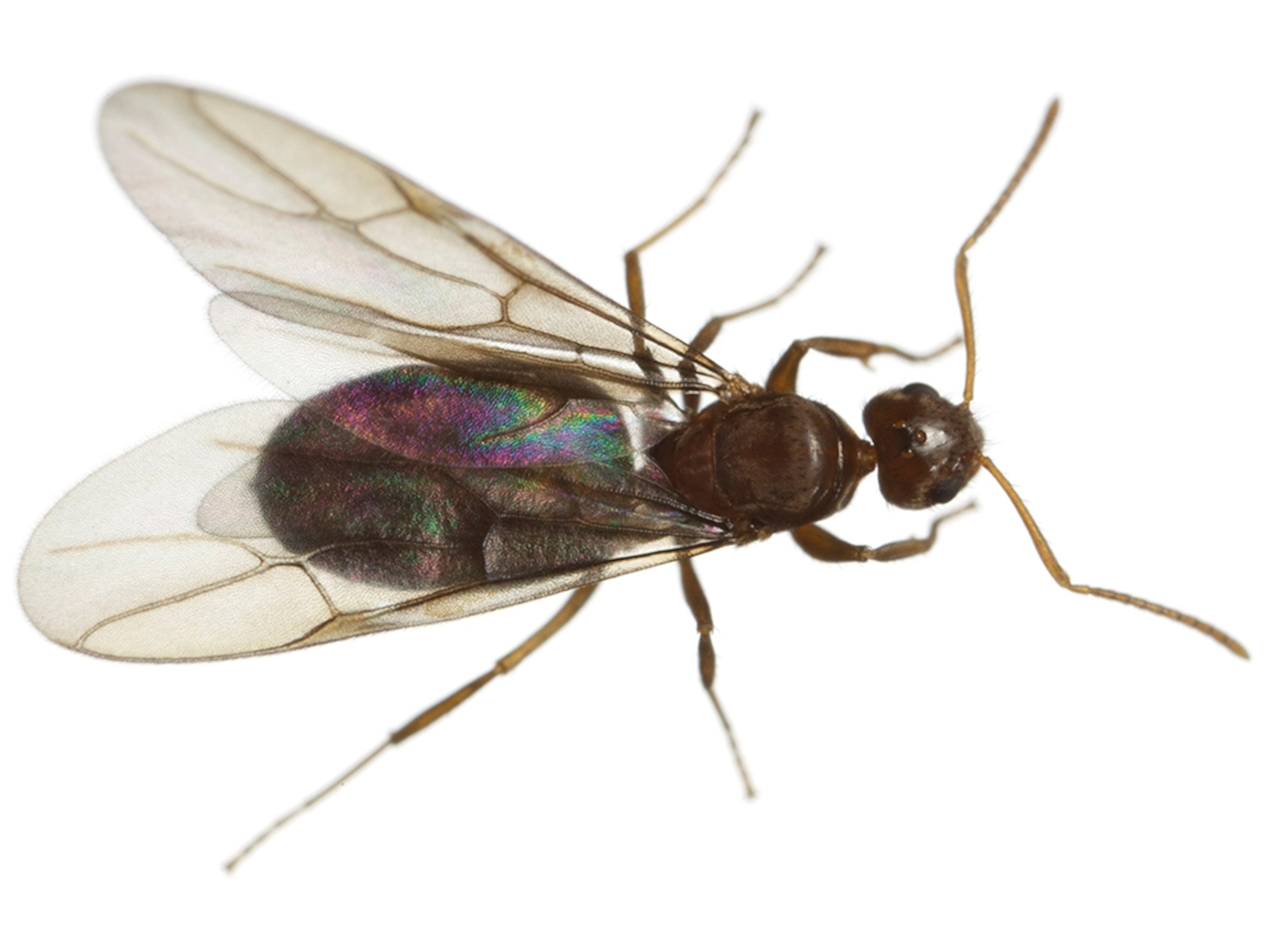 Common Name: Nylandaria ant queen, Scientific Name: Nylandaria vaga?, Magnification: 3x,