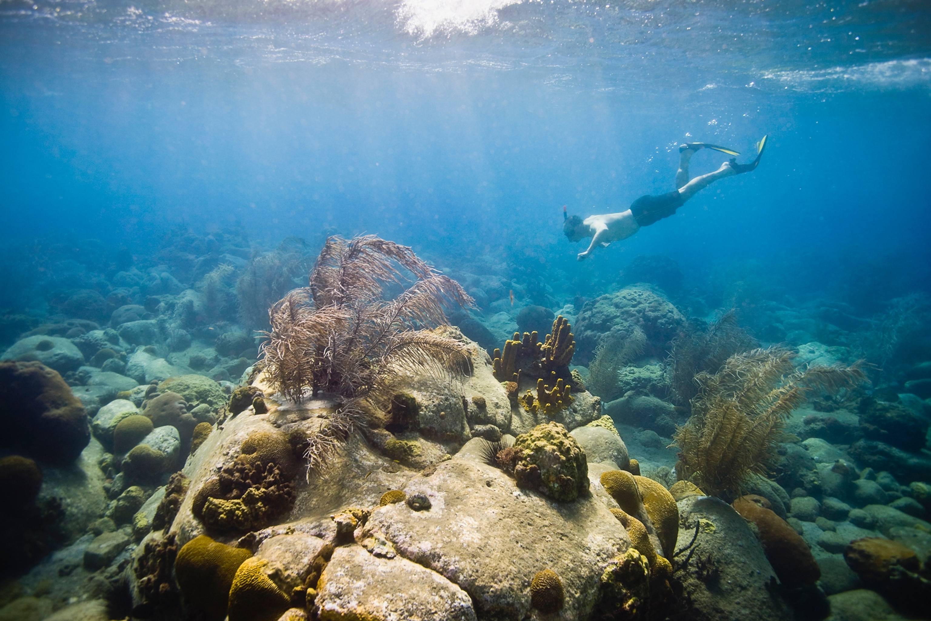 Man snorkeling in Prince Rupert Bay, Dominica.