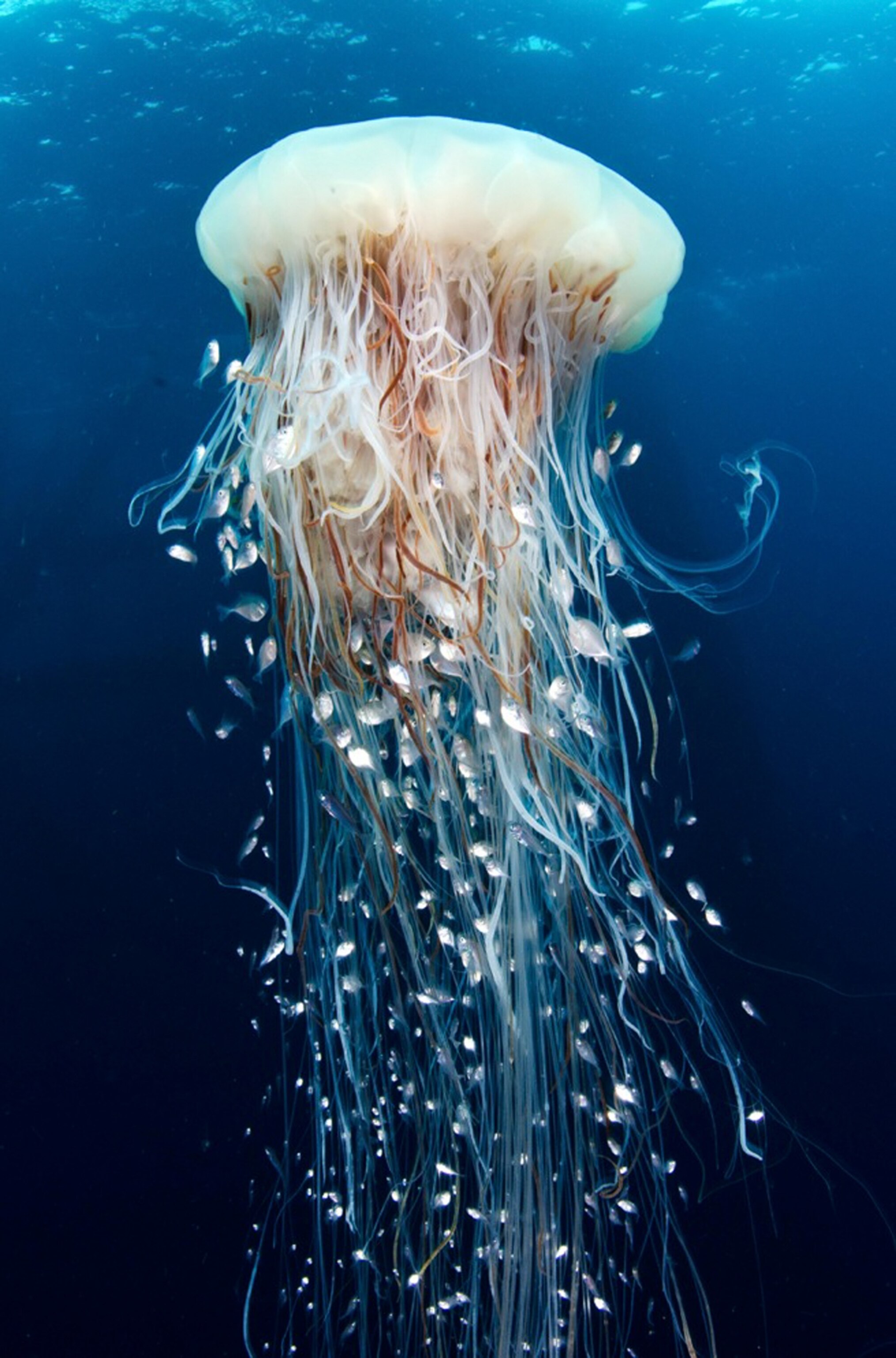 Thailand, Phang Nga Bay, Ao Phang Nga national park.