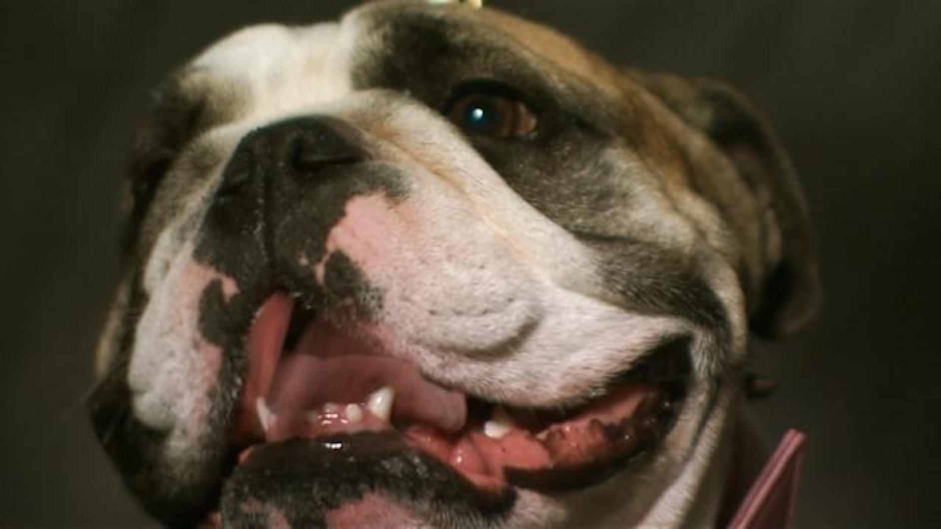 French Bulldog Cartoon Face Clipart, image size:1884x1060