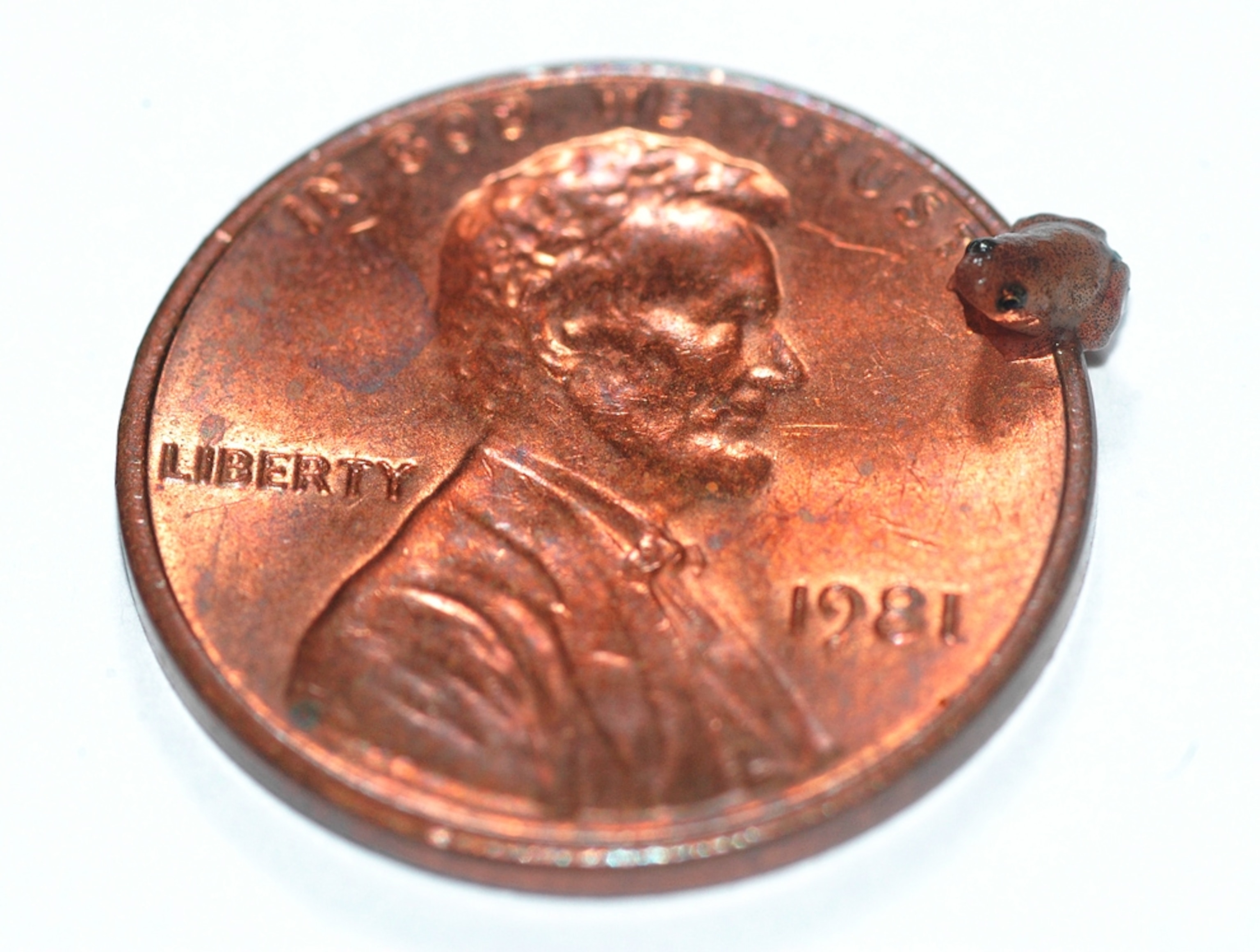 a young Microhyla nepenthicola -- a new species of pea-size frog -- resting on a penny.