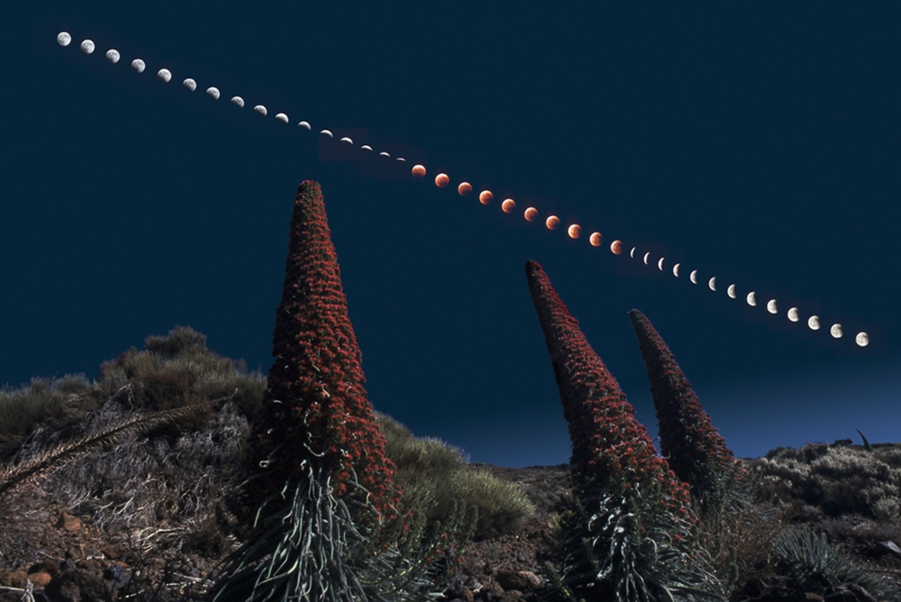 Lunar eclipse picture: plants on the Canary Islands and the stages of a moon eclipse