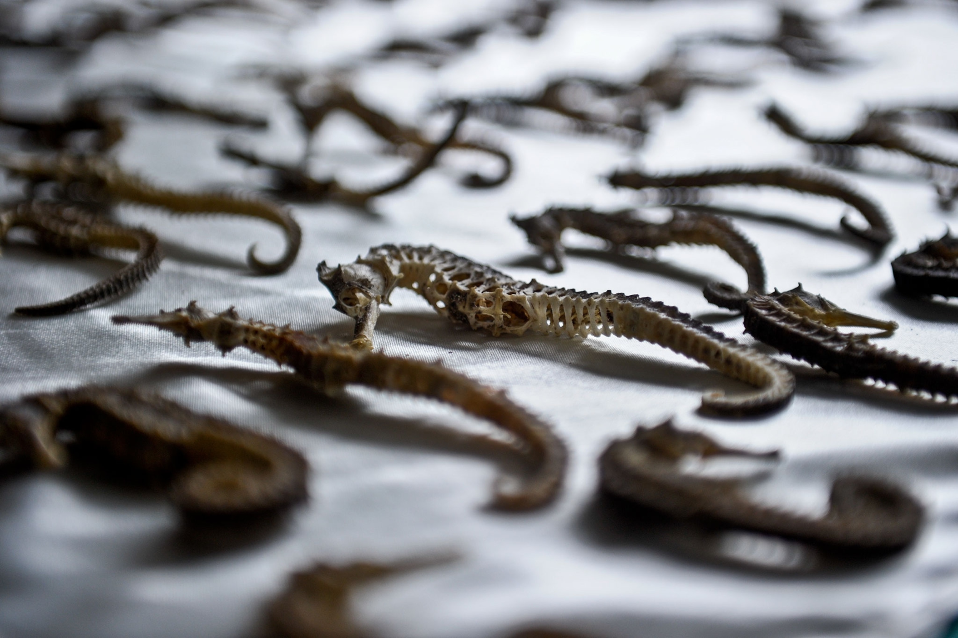 confiscated dried seahorses