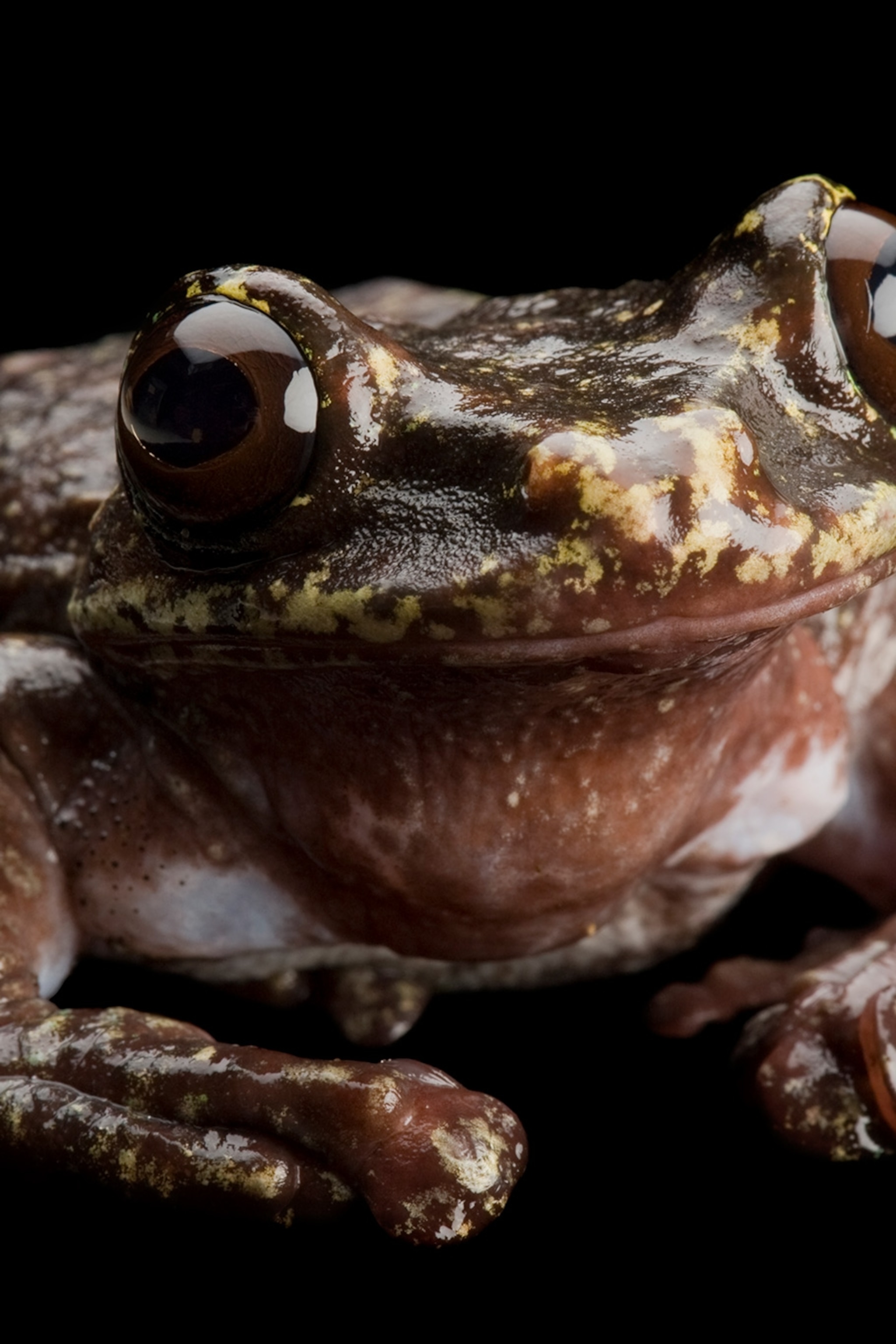 First mammal species goes extinct due to climate change First mammal species goes extinct due to climate change