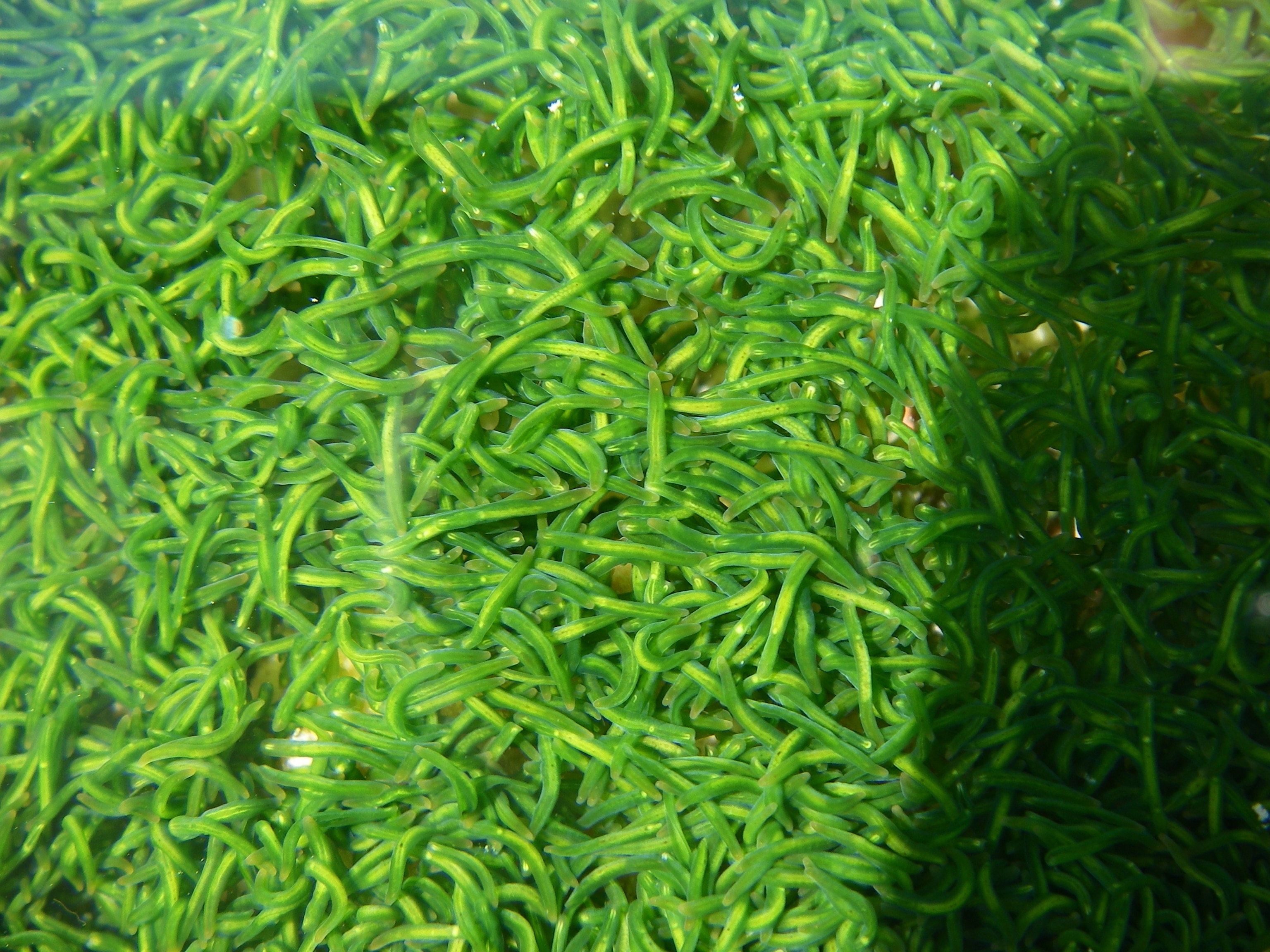 Green mint sauce worms.