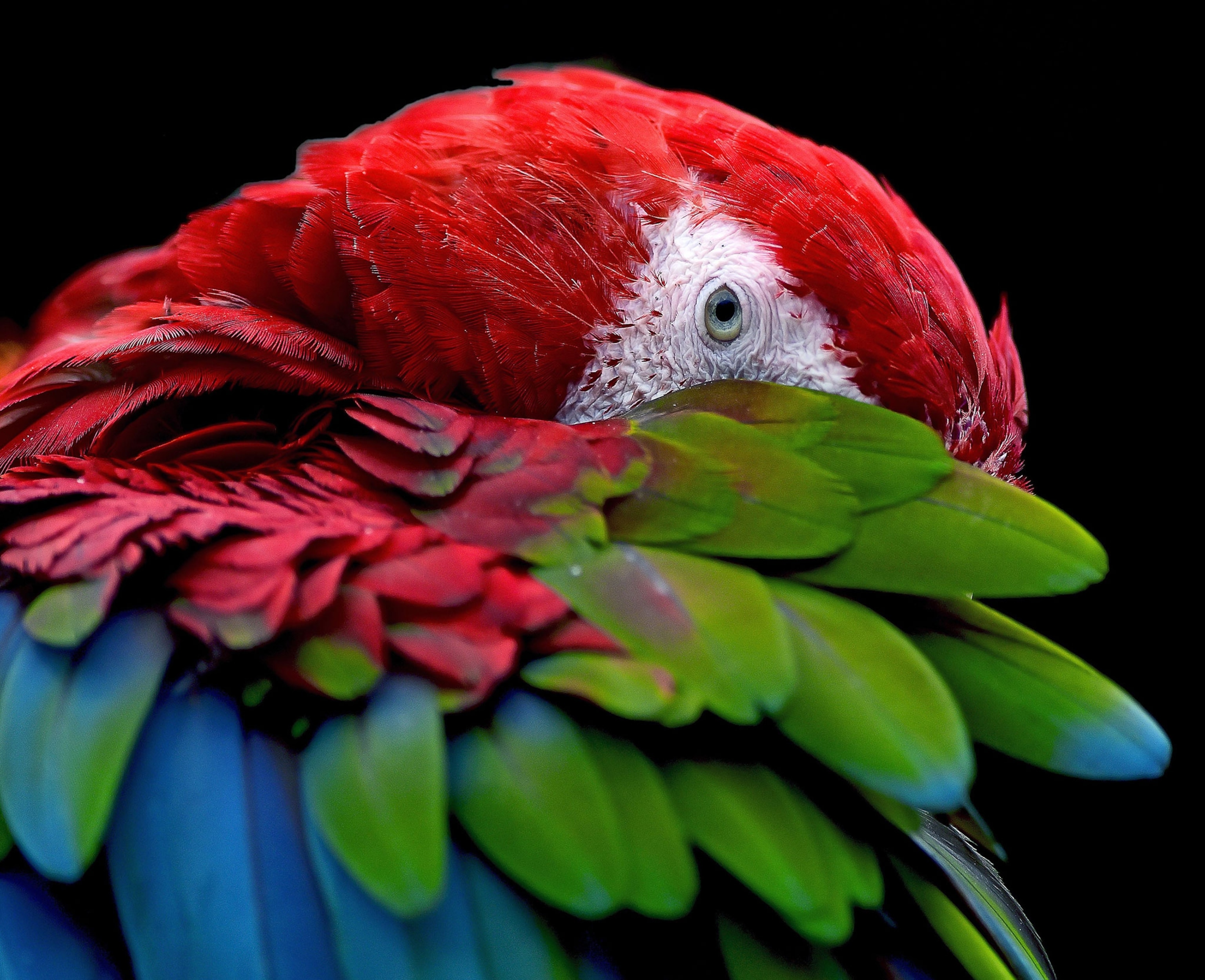 scarlet macaw