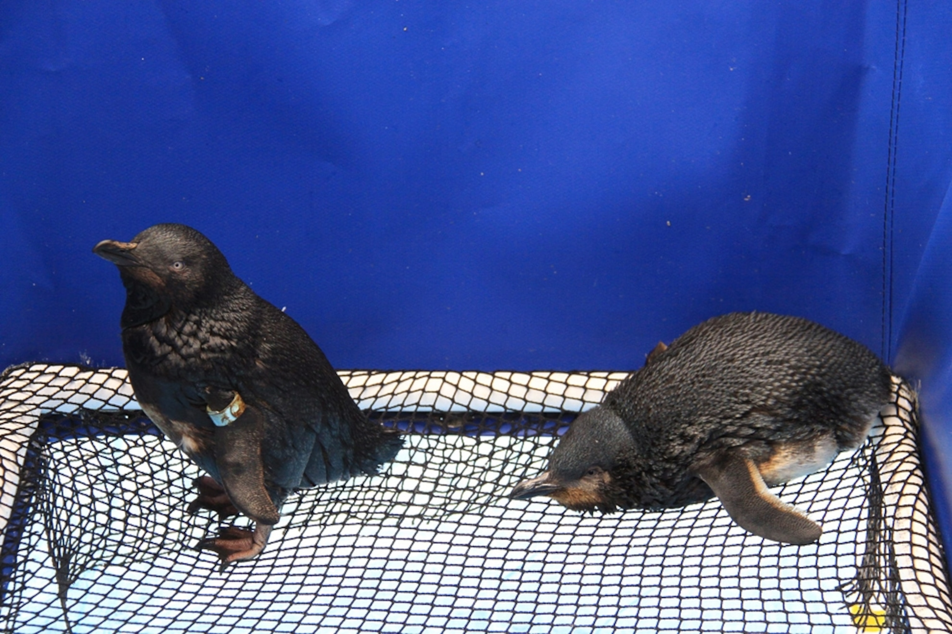 New Zealand oil spill picture: oiled birds