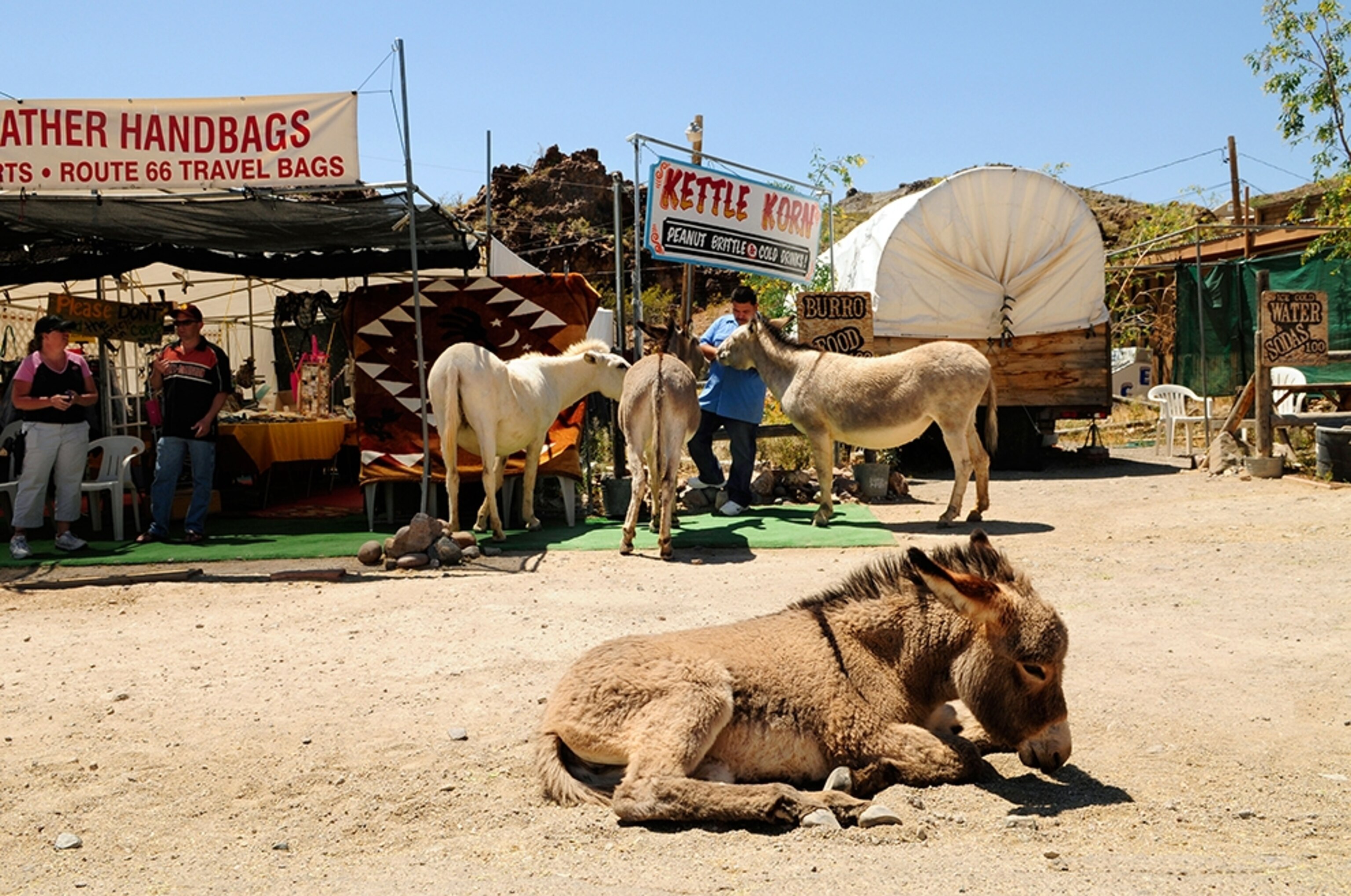 burros on the streets of Oatman, Arizona