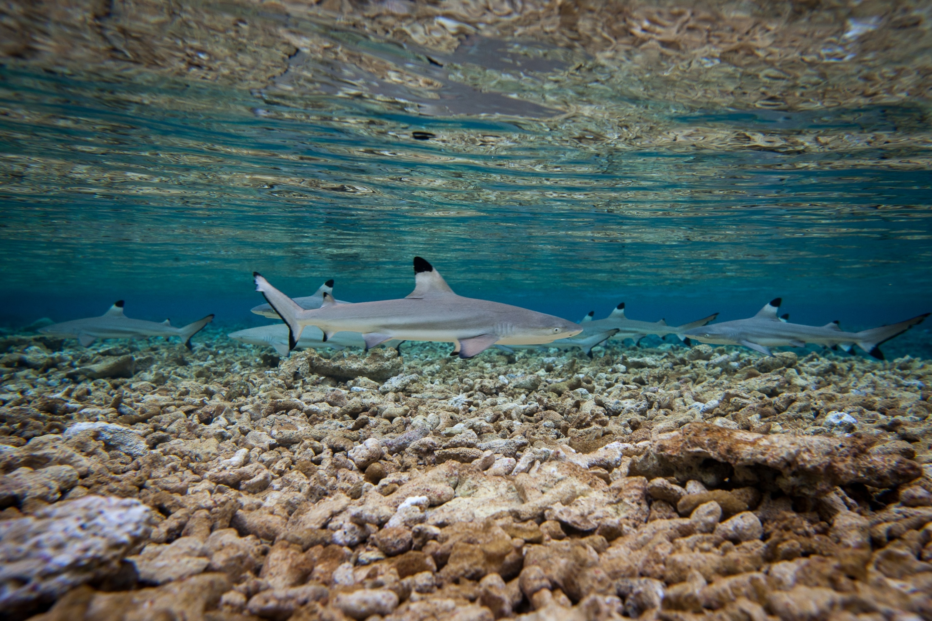 Baby blacktip reef sharks (Carcharhinus melanopterus) swim together in a shallow nursery-like area on the north end of Barren Island.