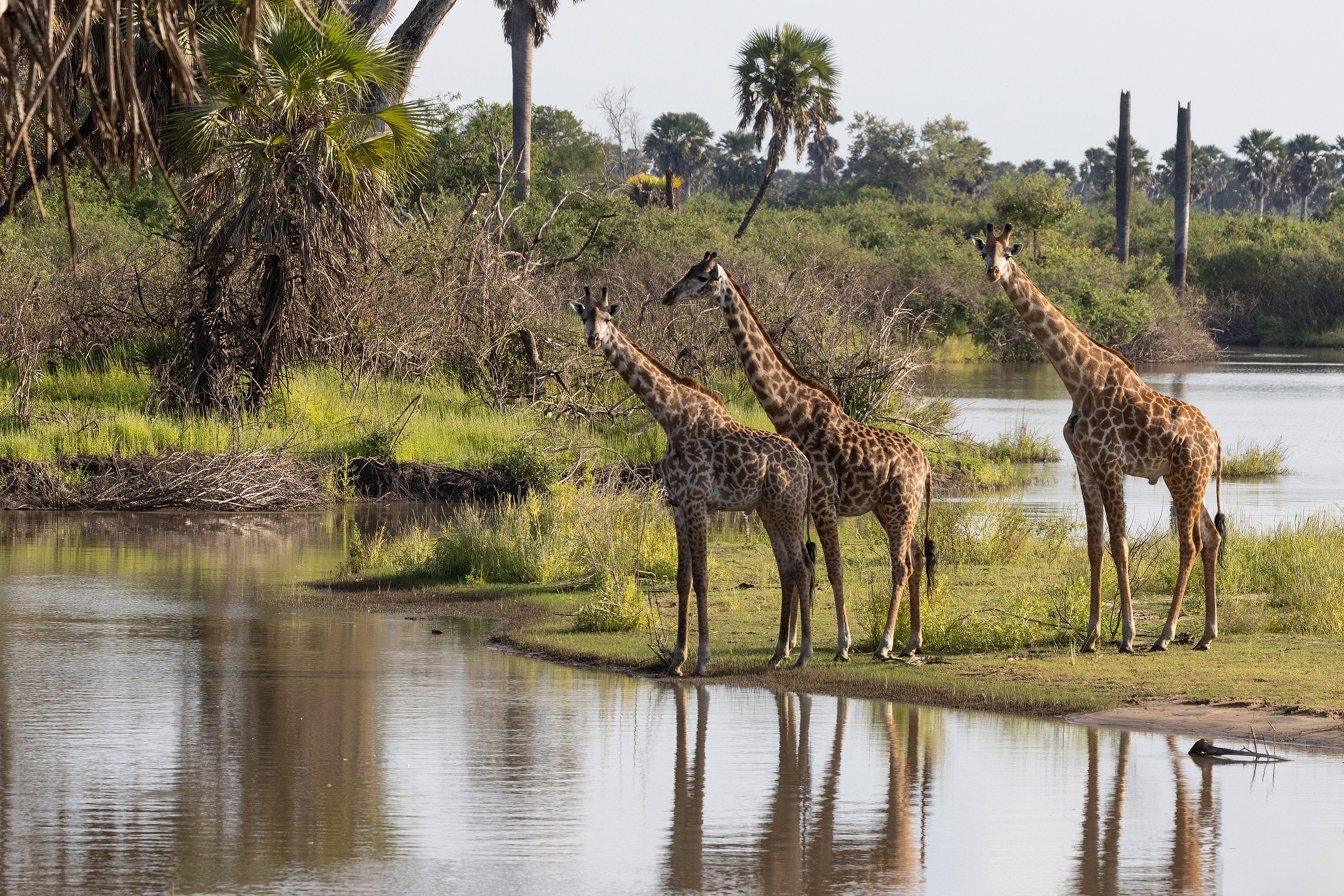 A nature shot of three giraffes about to drink at the bank of a river in Africa's Nyerere National Park.