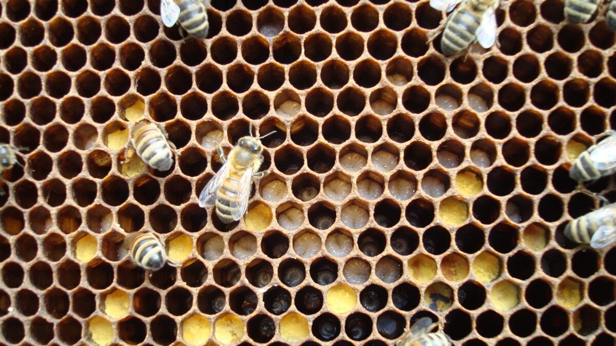 Beautiful view of Urban Bee Habitats With Green Roofs