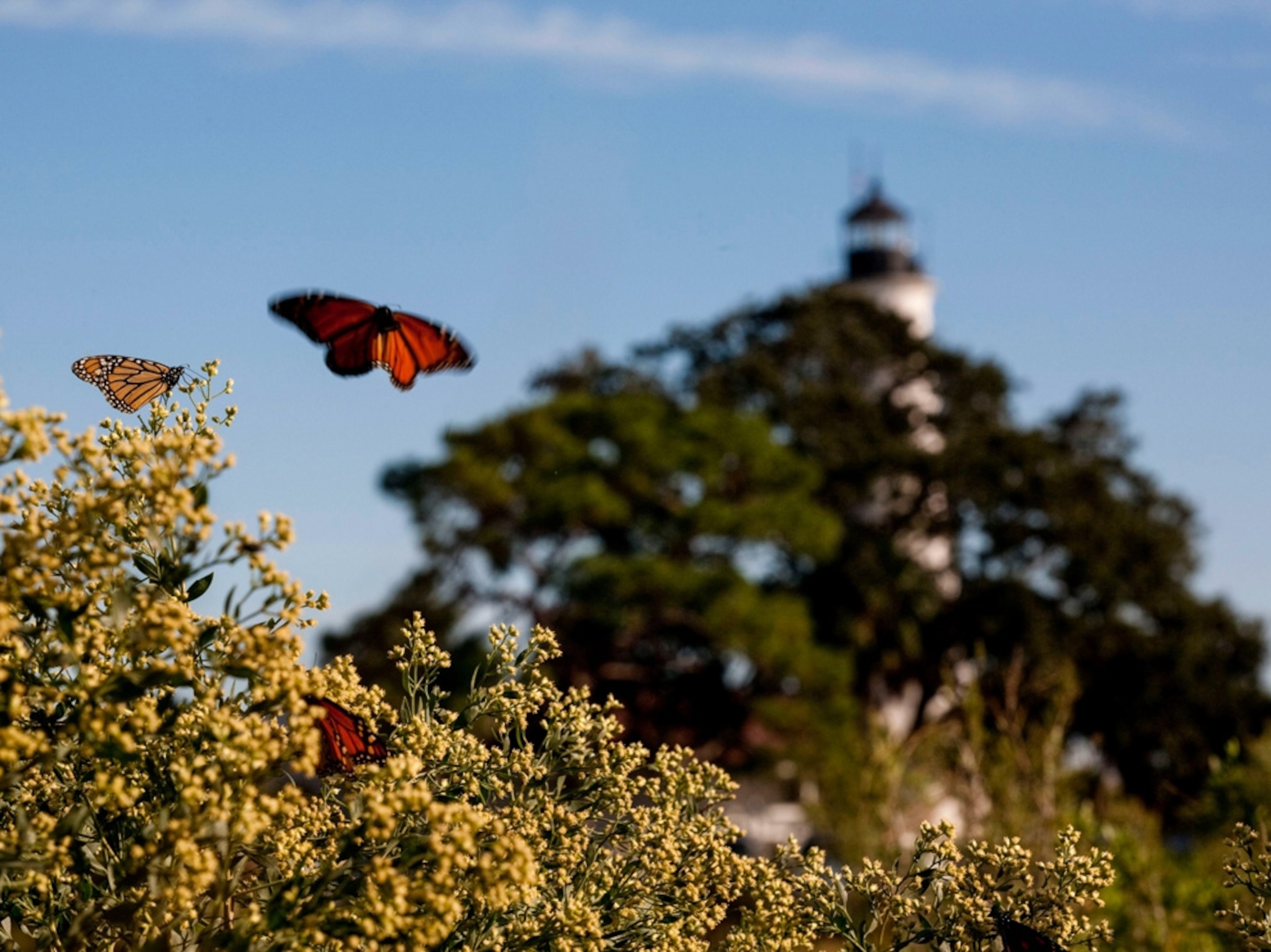 butterflies in front of the lighthouse at St. Mark's Wildlife Refuge, Florida