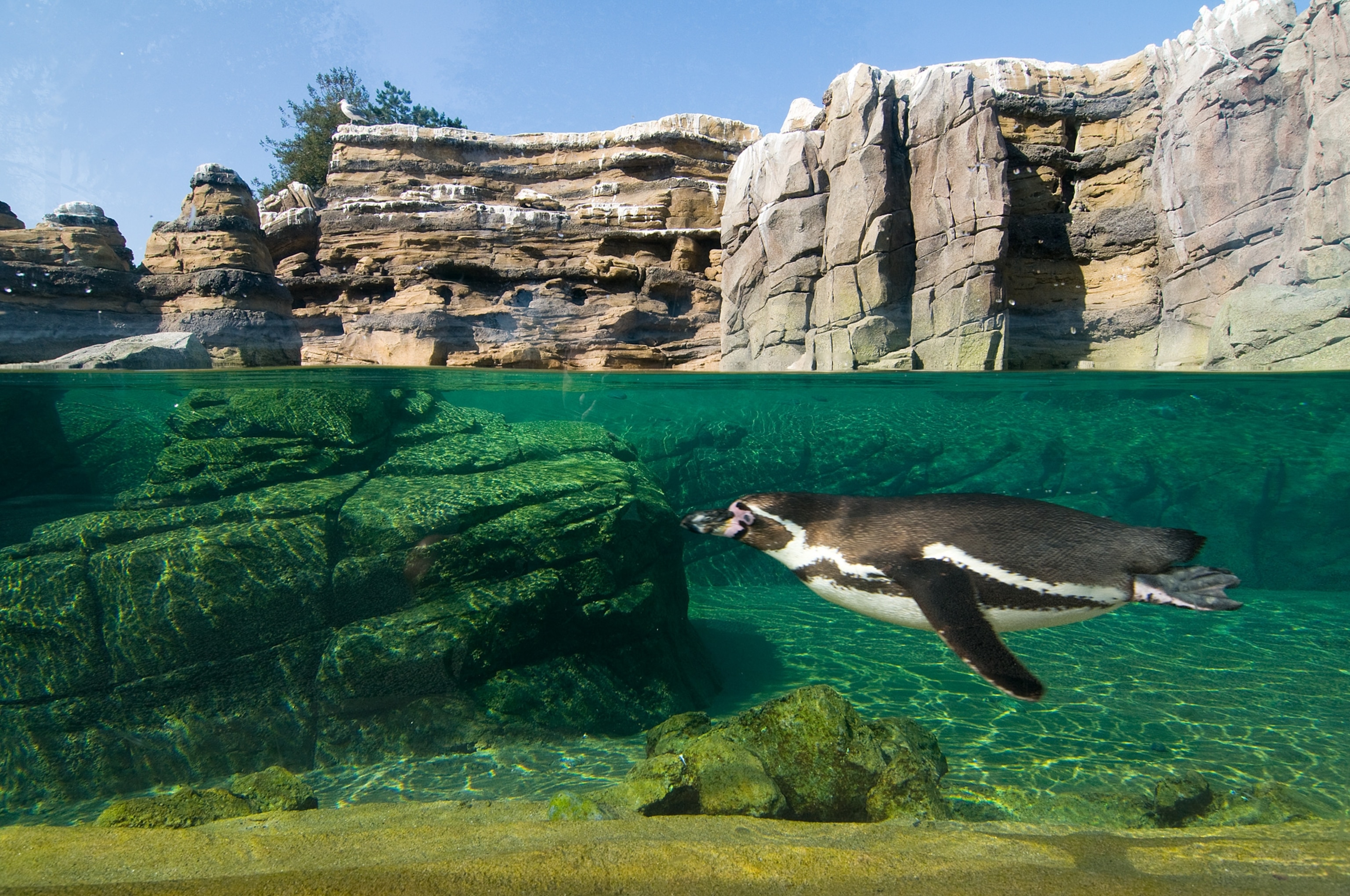 Picture of a Humboldt penguin swimming in its habitat at the Woodland Park Zoo, Seattle