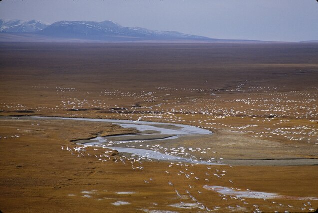 Arctic National Wildlife Refuge Has Lots Of Animals Less Oil