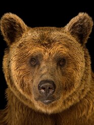 Greek Brown Bear Brown Bear The Animal Files