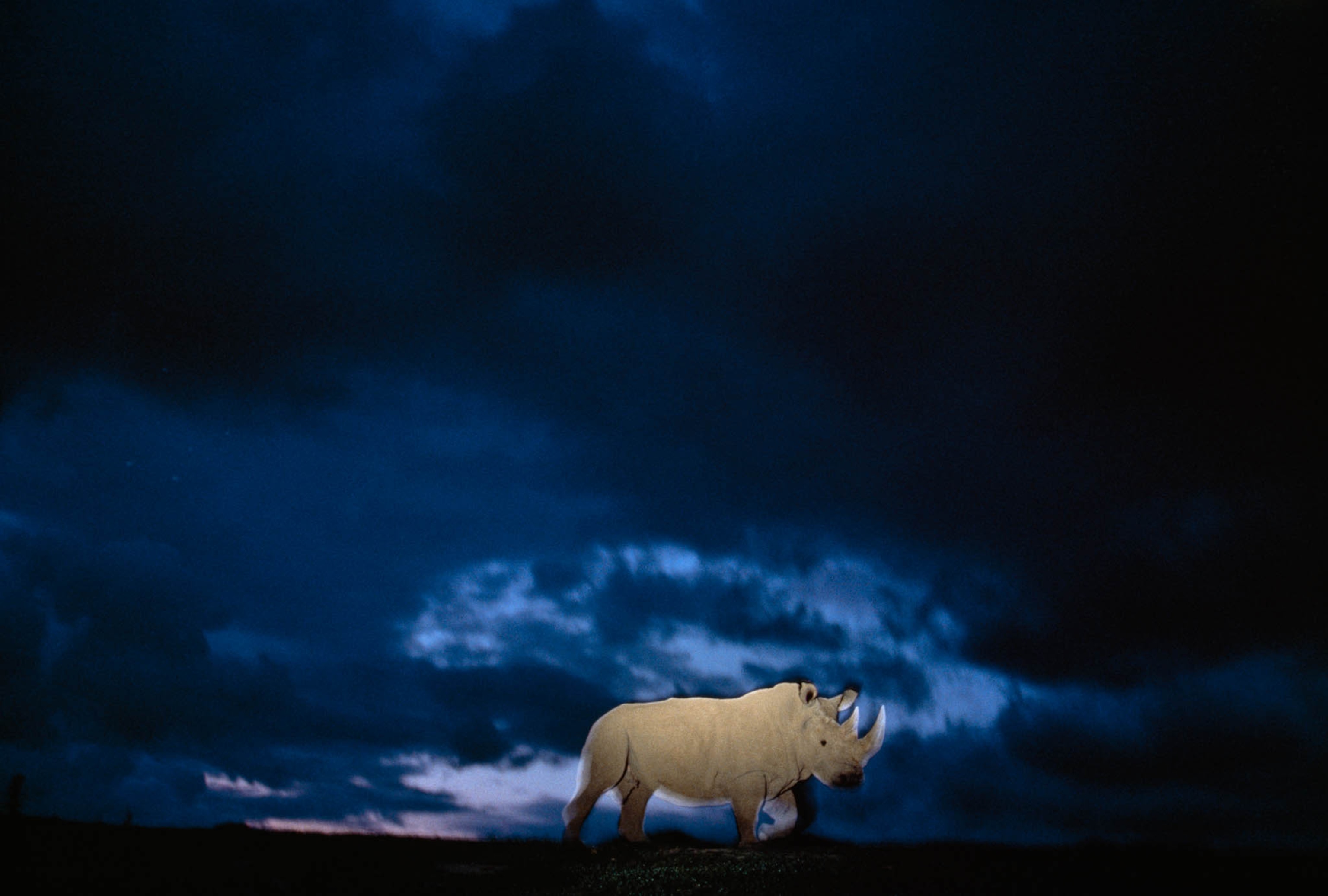 a northern white rhinoceros walking through a zoo enclosure at dusk
