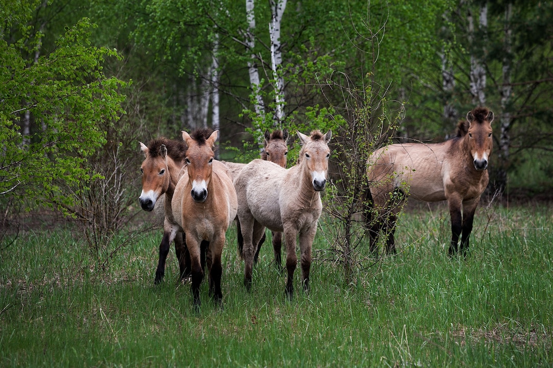 Nature In Chernobyl Chernobyl Exclusion Zone Wildlife