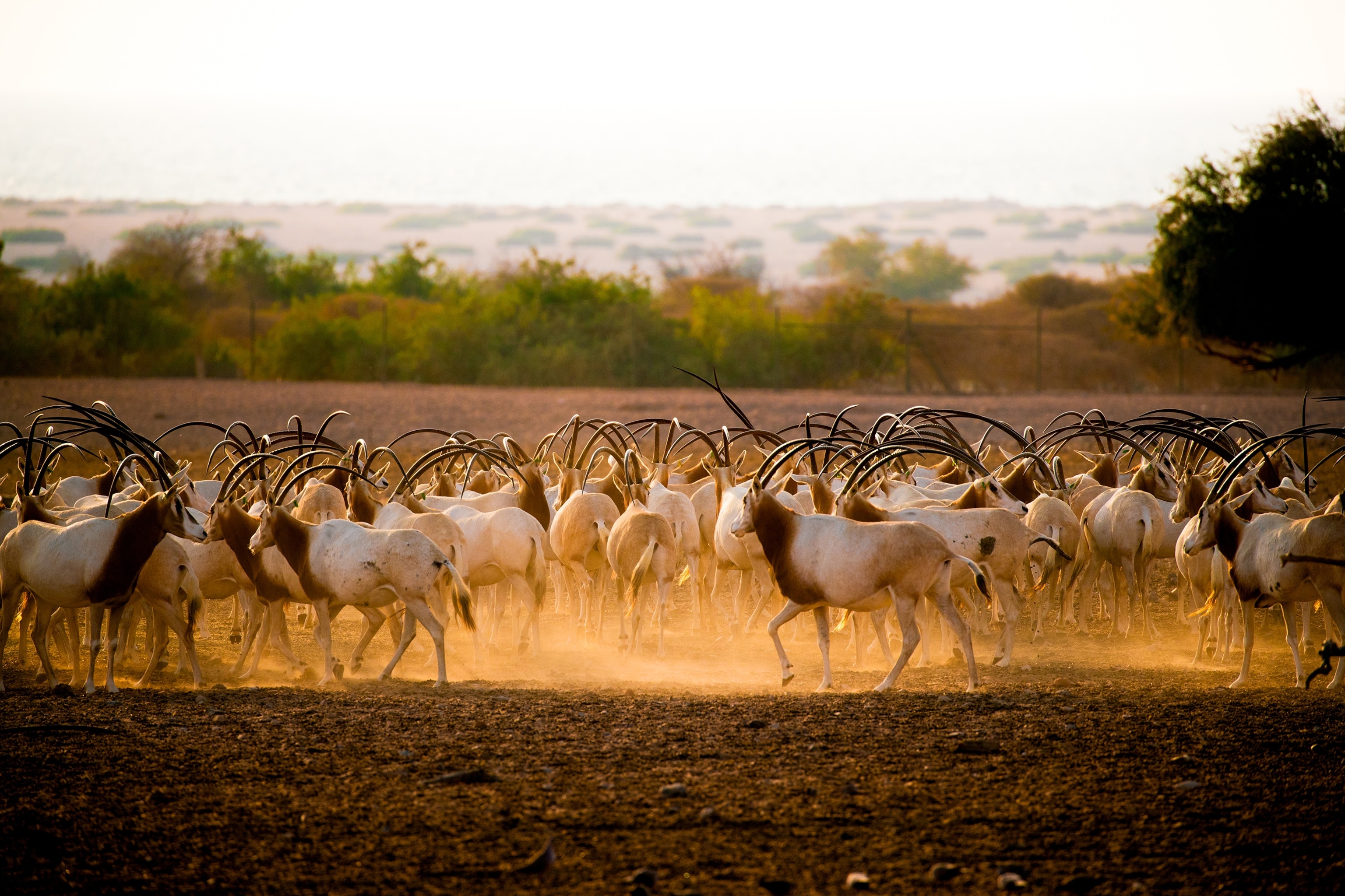 Arabian Oryx on Sir Bani Yas Island