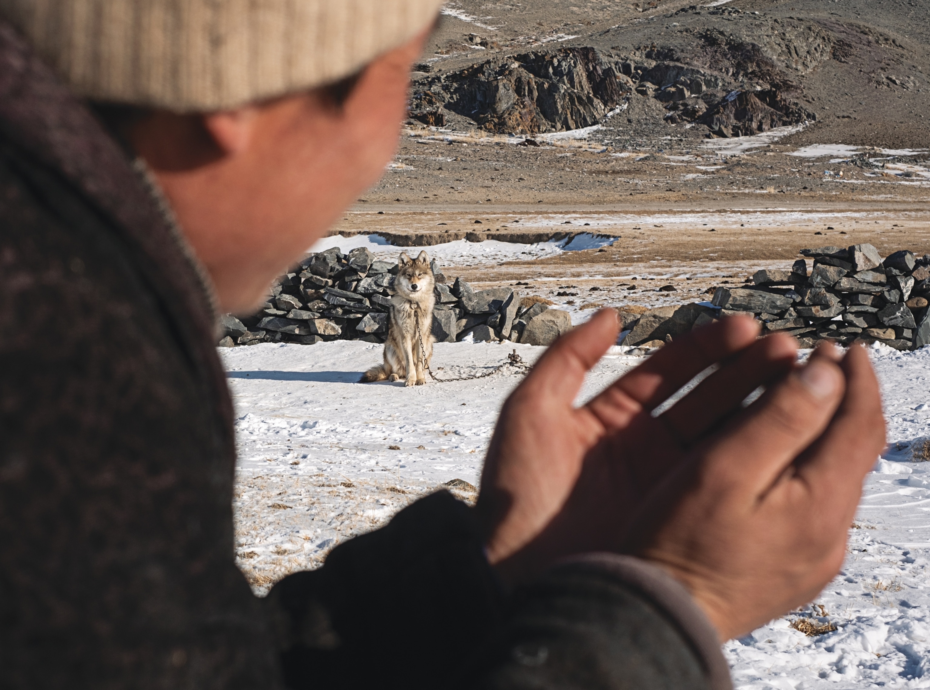 Man holding his hand in prayer, looking at the wolf on short leash.