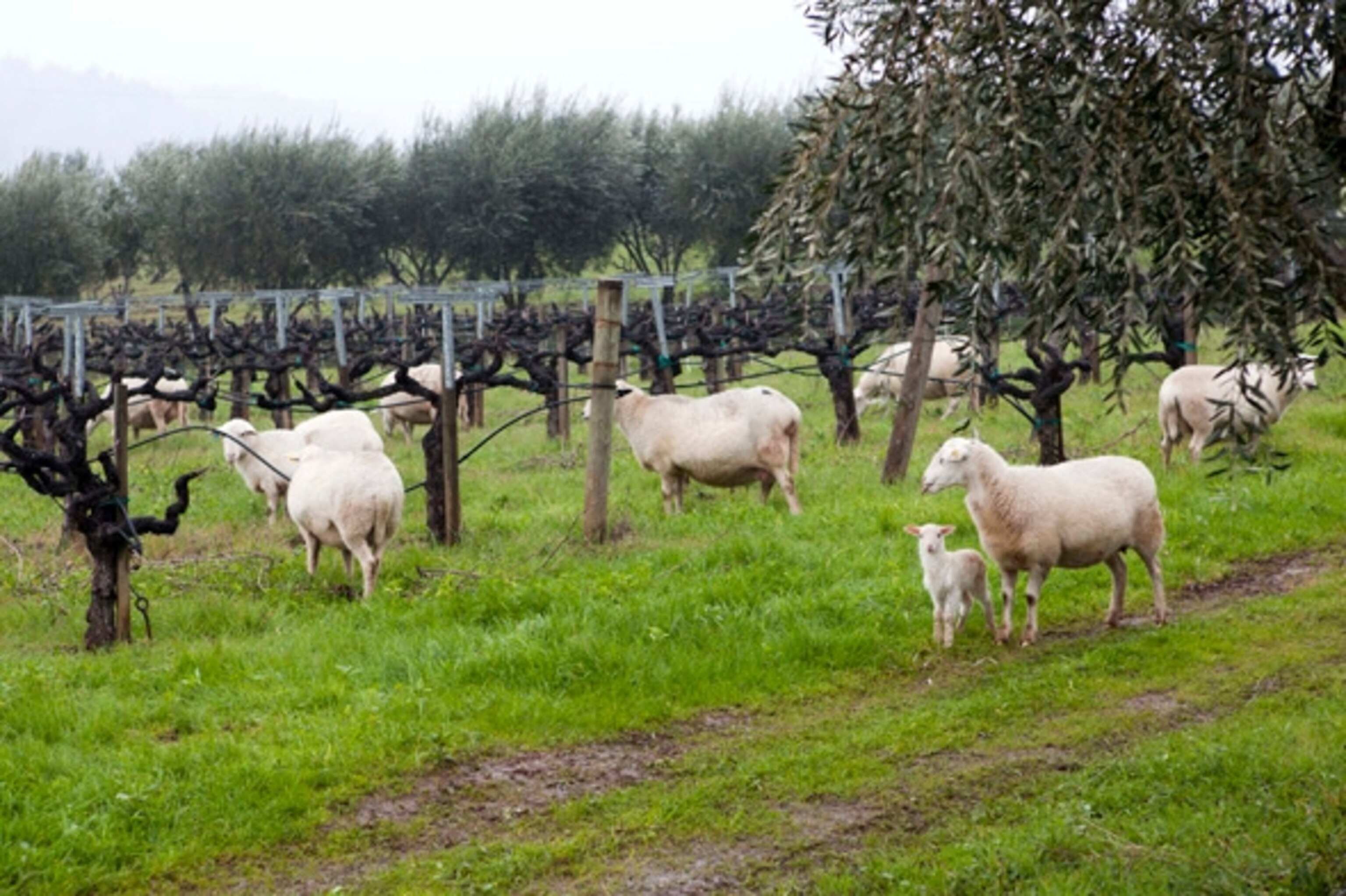 Sheep grazing is part of Lou Preston's holistic management plan for his biodynamic winery.  (Photograph by Shannon Switzer)