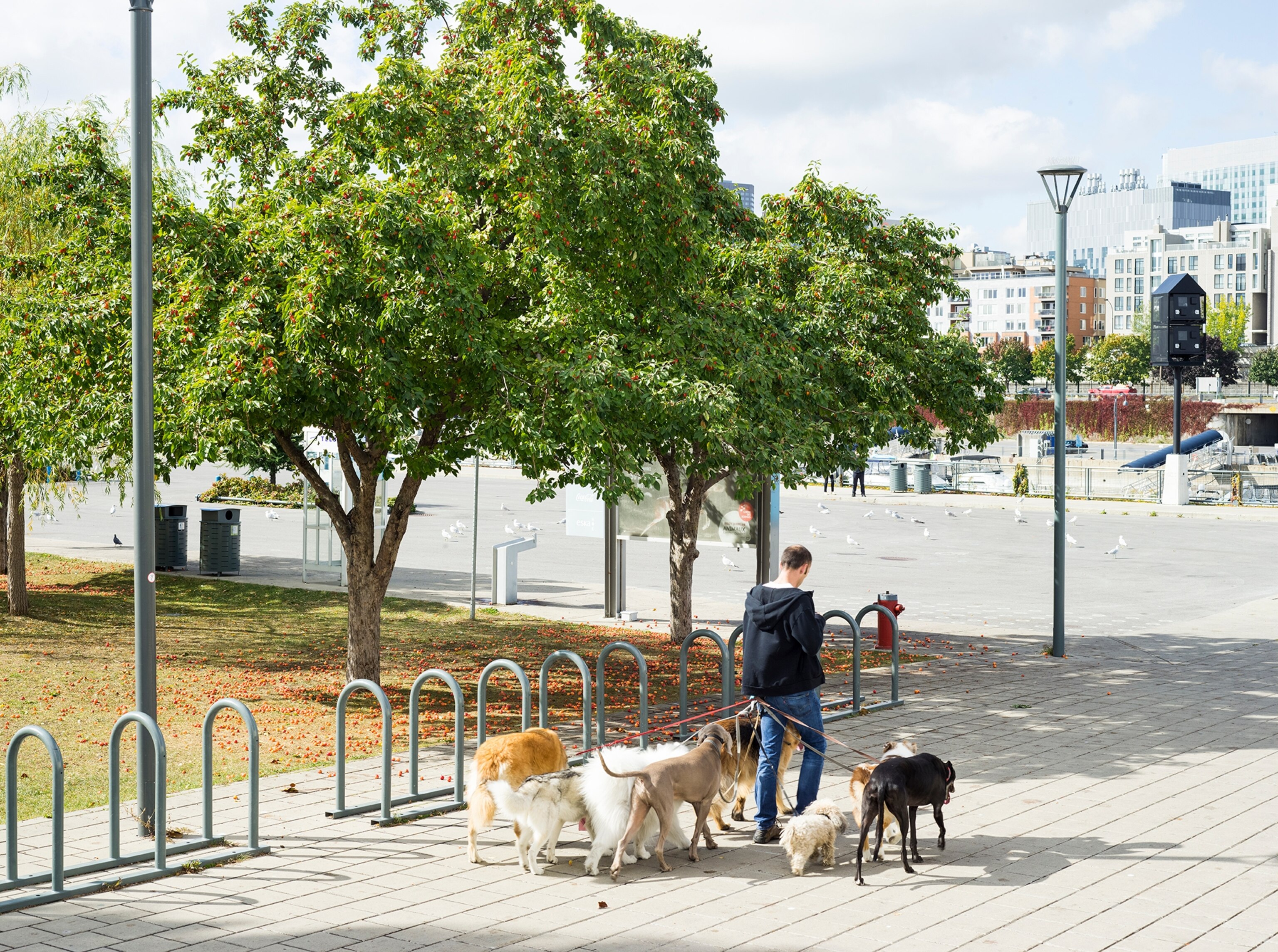 a dog walker in the Old Port of Montreal, Canada