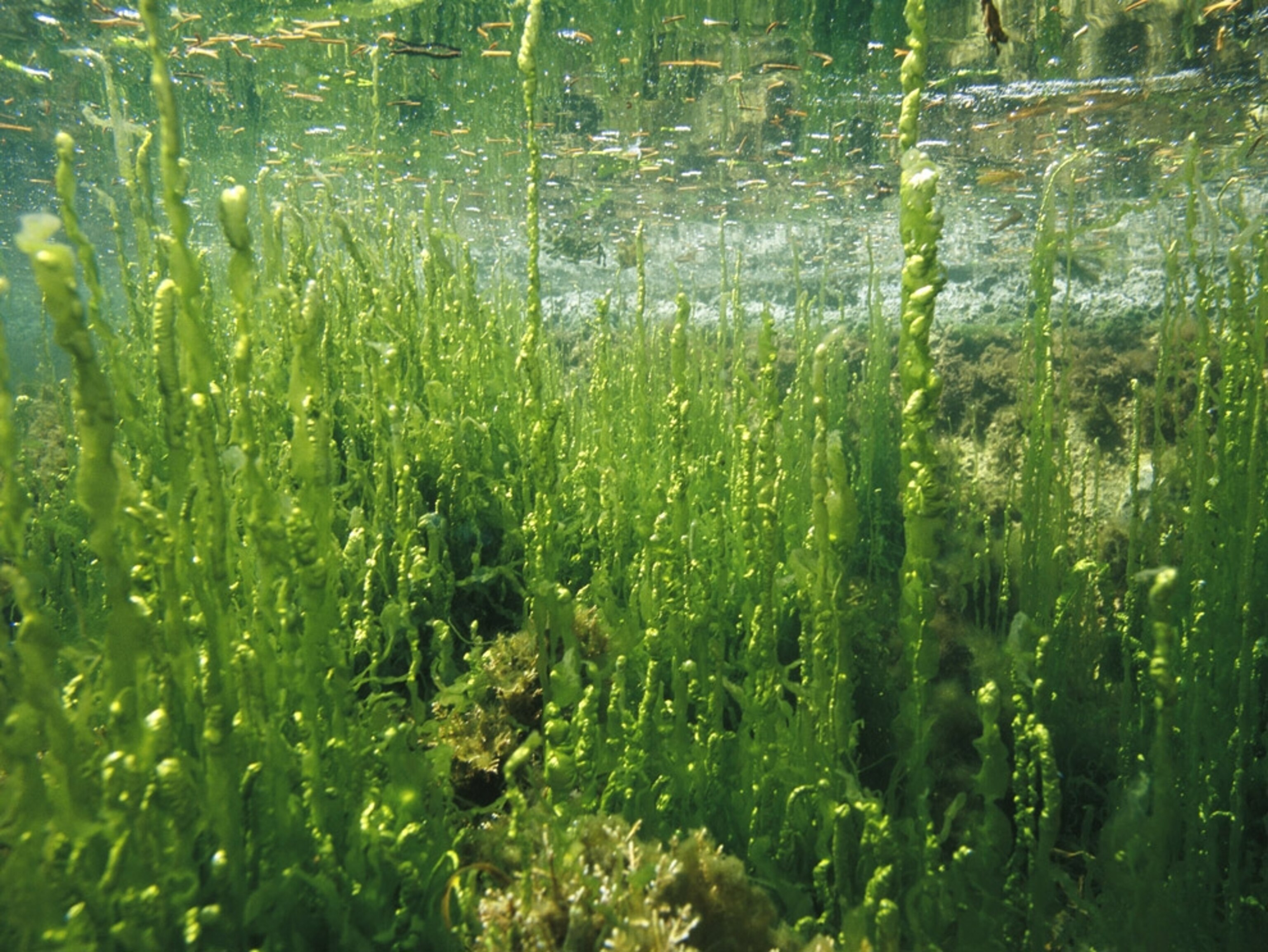 Kelp Gardens in California and Around the World