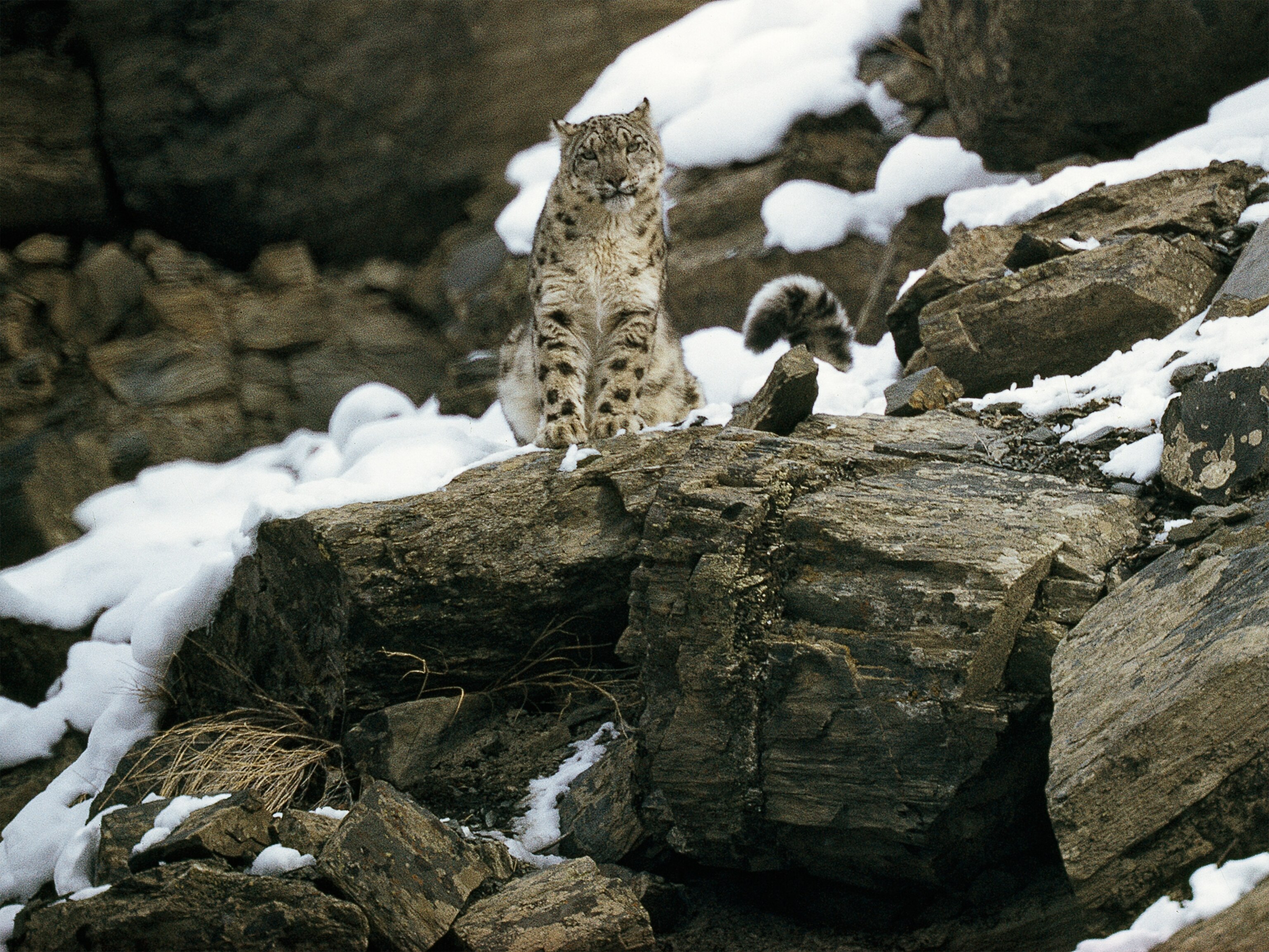 A snow leopard perched on rocks in Pakistan.