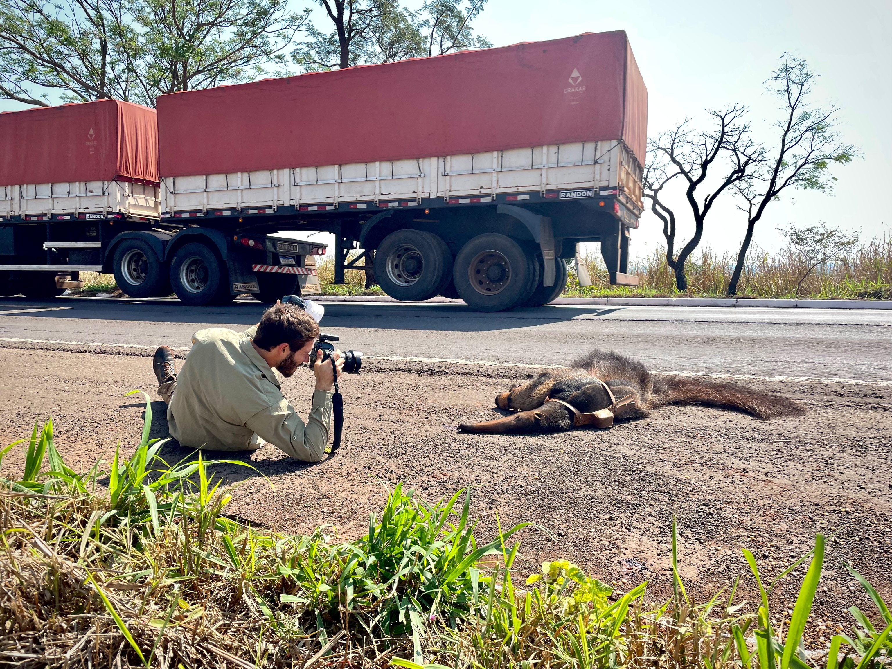 Fernando Faciole lays on the ground on the side of the road while photographing an anteater on the side of the road.