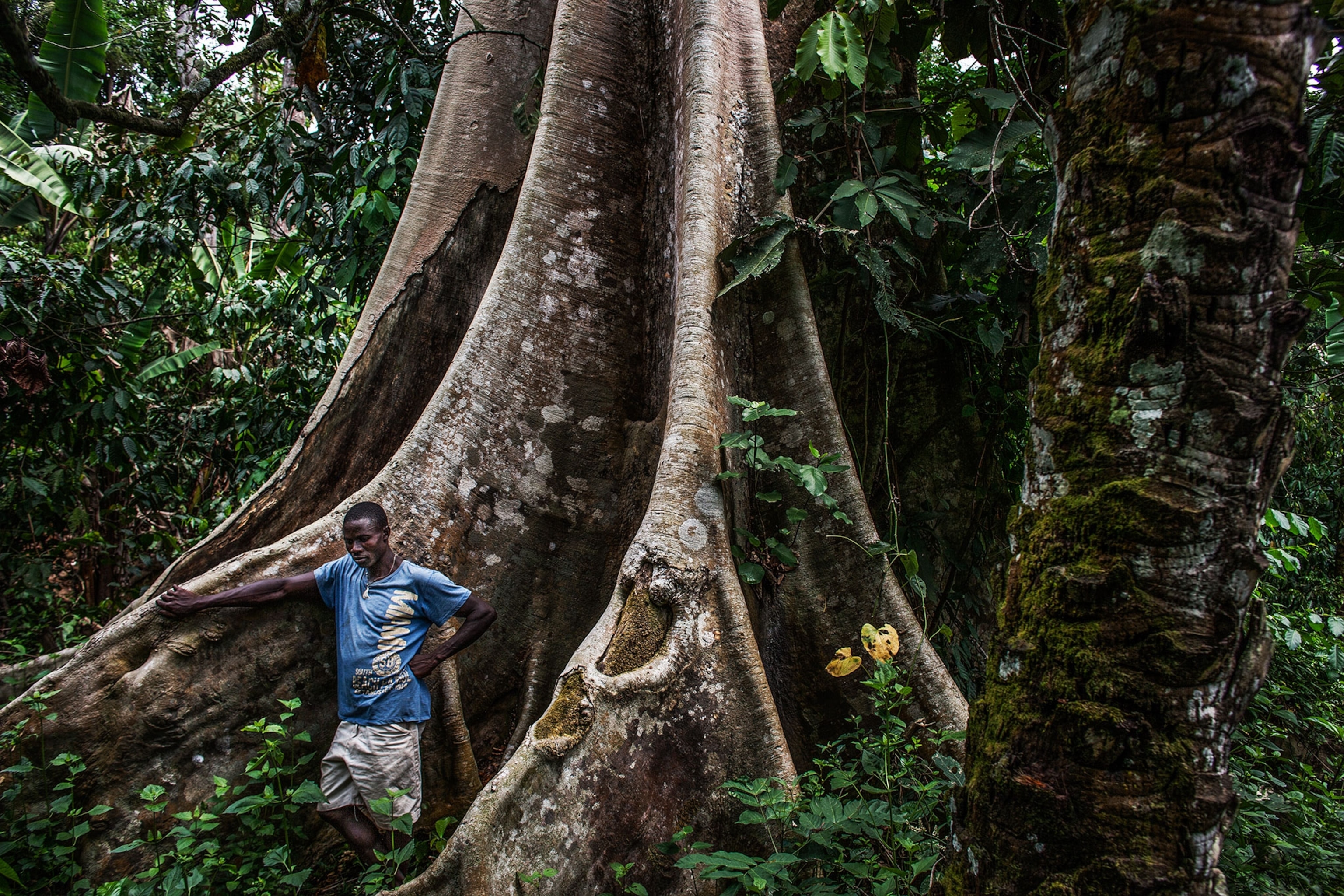 a man standing among the roots of a very large tree