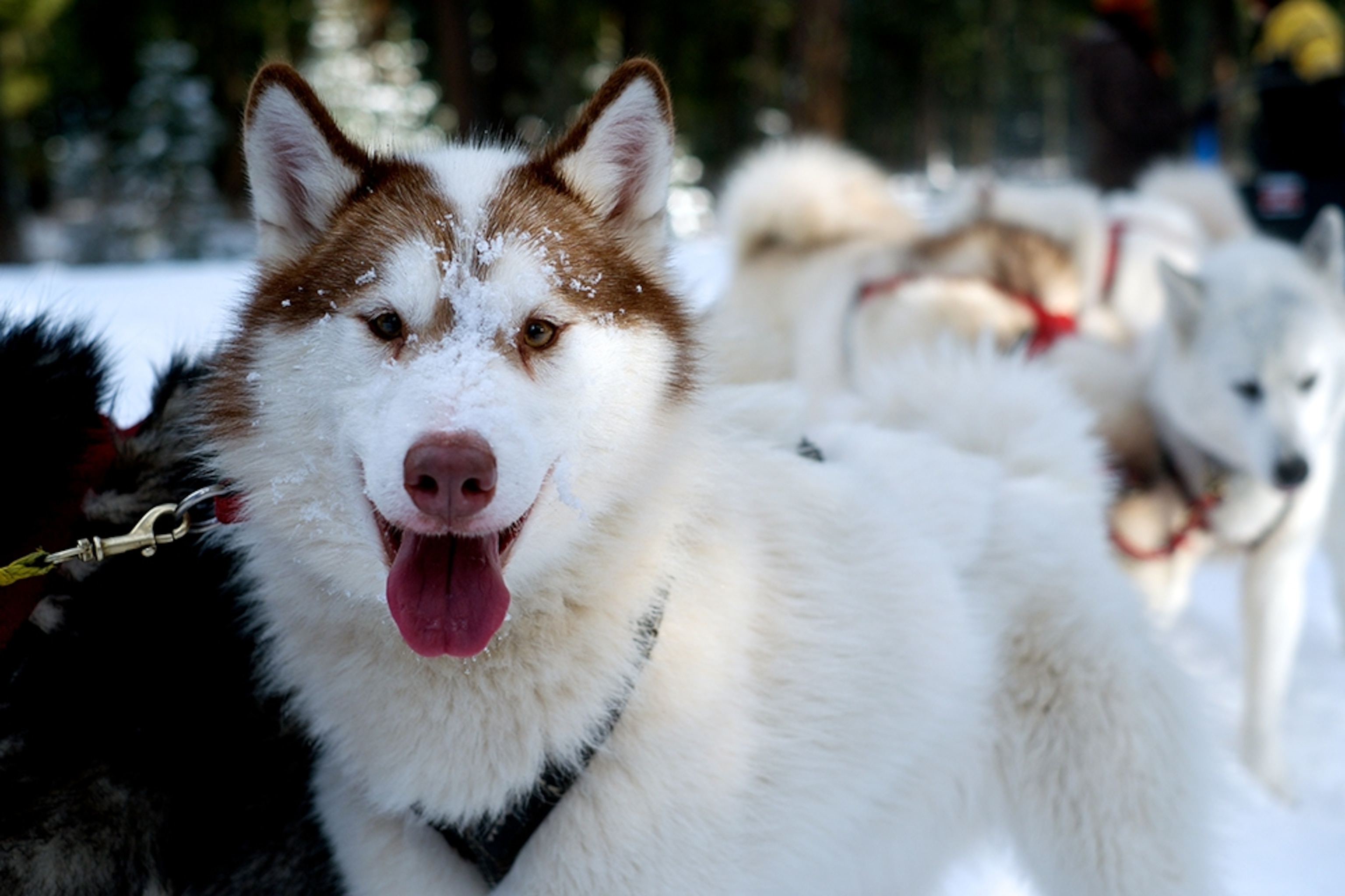 sled dogs at Base Camp Bigfork, near Bigfork, Montana