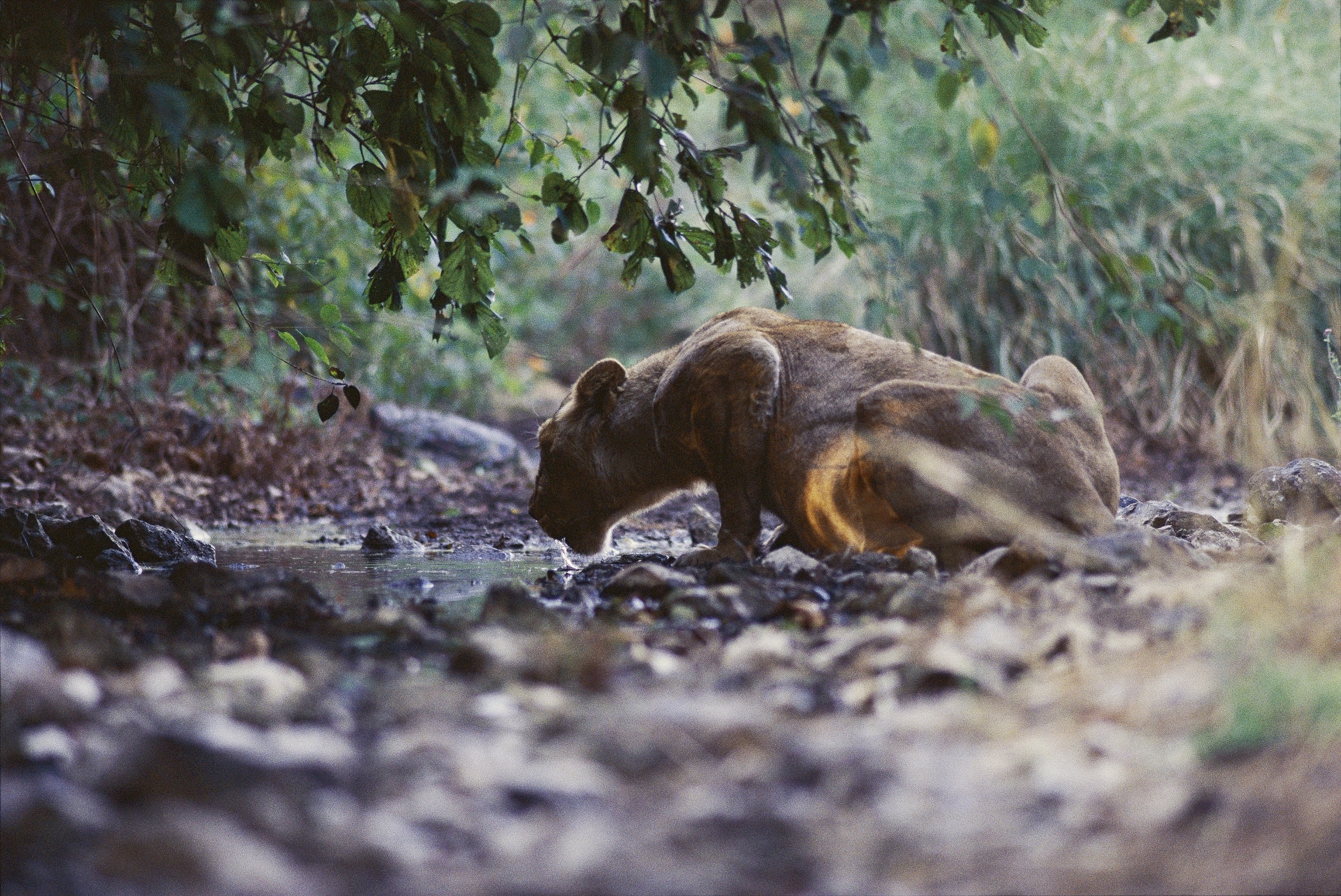 Asian lioness (Panthera leo persica) laps water from a creek in a dry teak fore st, Gir Forest, Gujarat State, India.