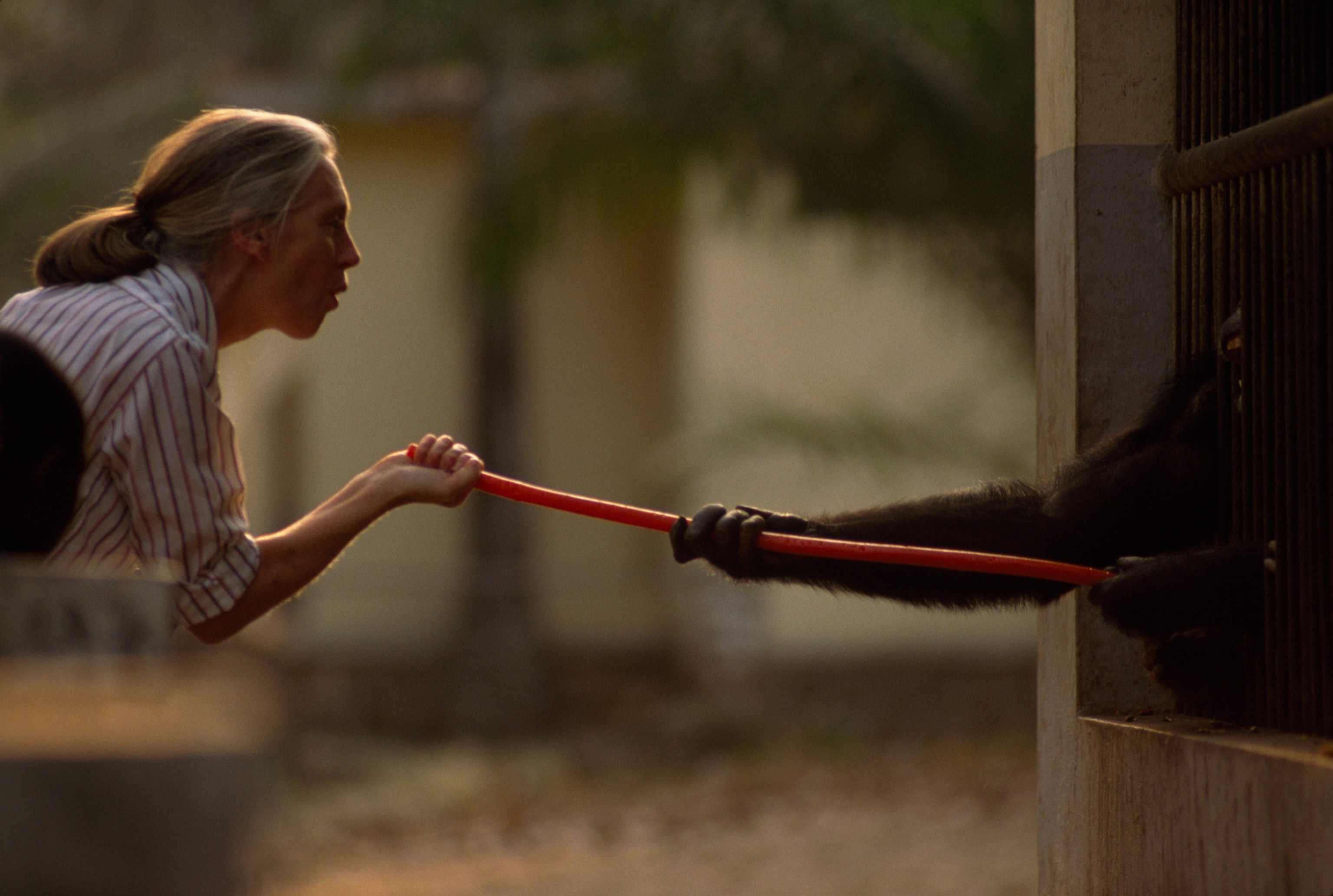 woman holding a stuck with chimp holding other end