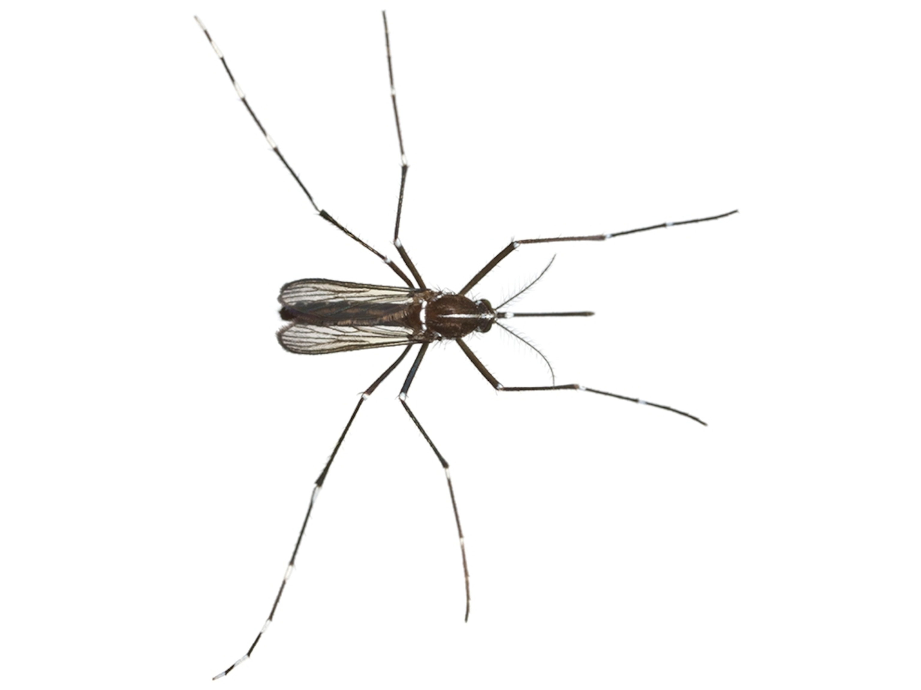 Common Name: Asian Tiger Mosquito, Scientific Name: Aedes albopicuts, Magnification: 1.6x,