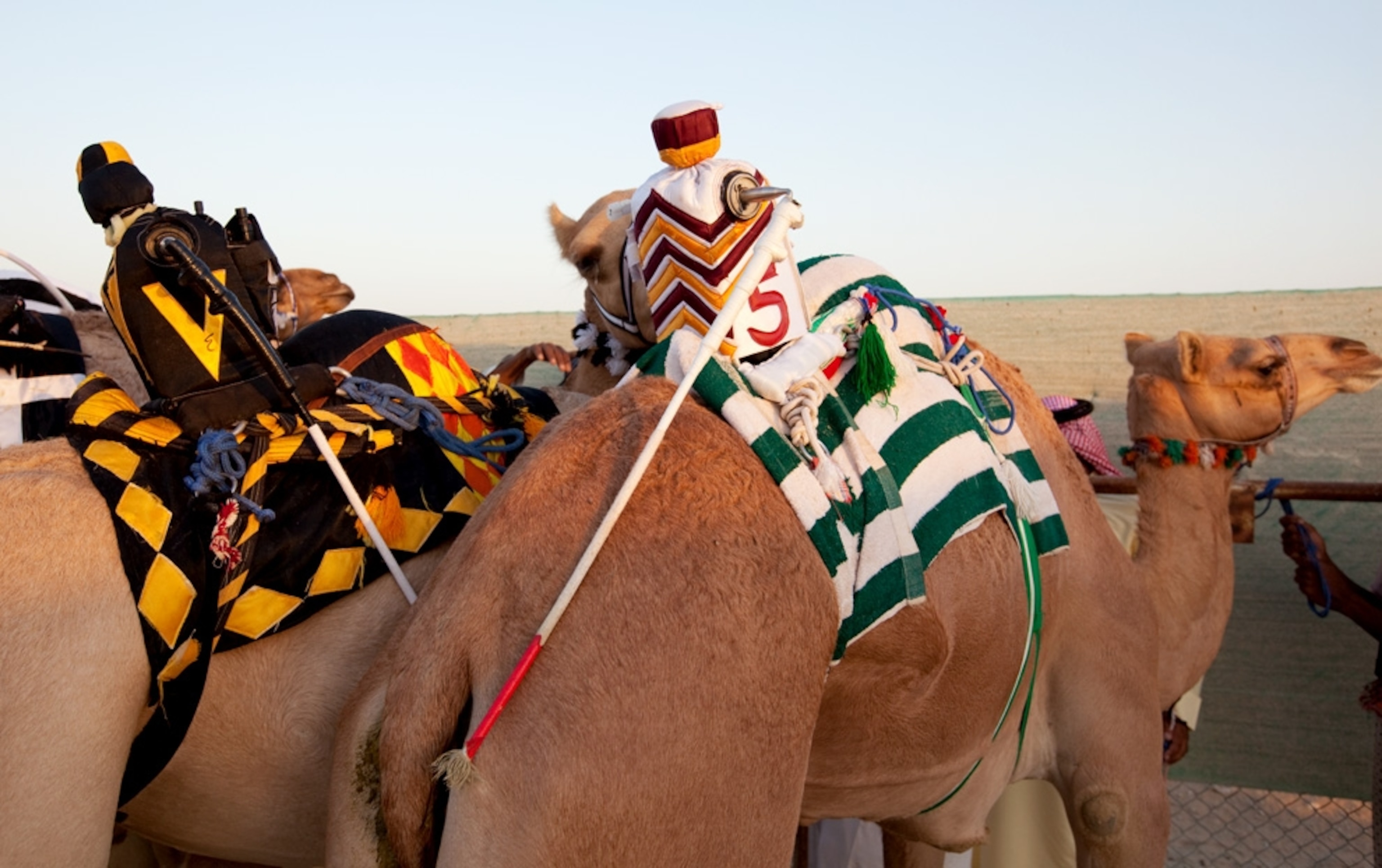Camels with robot jockeys (photo)
