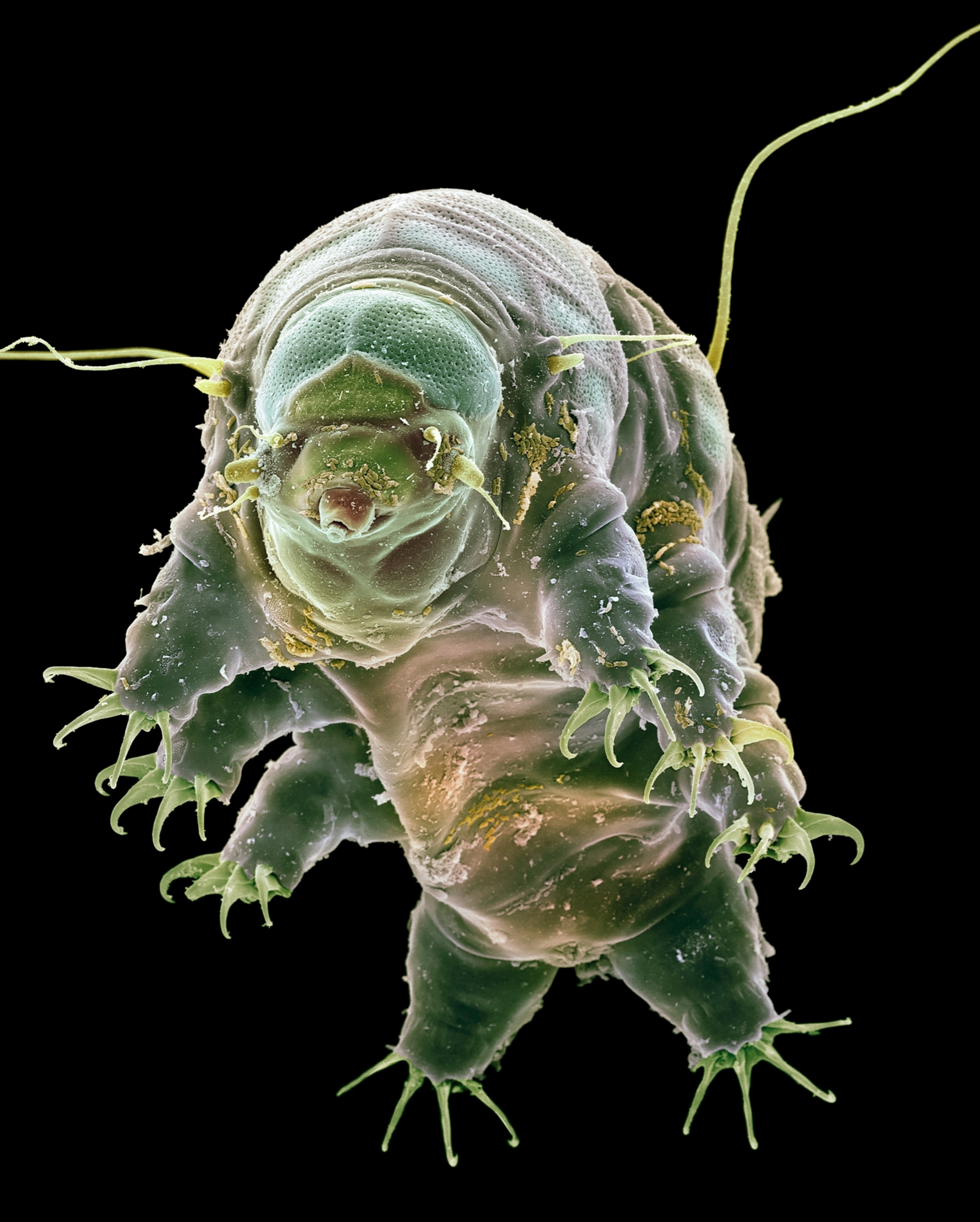 Close-up of a greenish tardigrade on a black background, showing its plump, segmented body and clawed legs. The creature appears resilient and otherworldly.