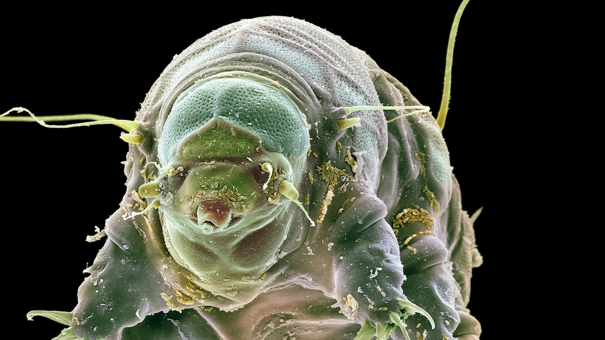 What could alien life look like? These Earthlings offer clues.