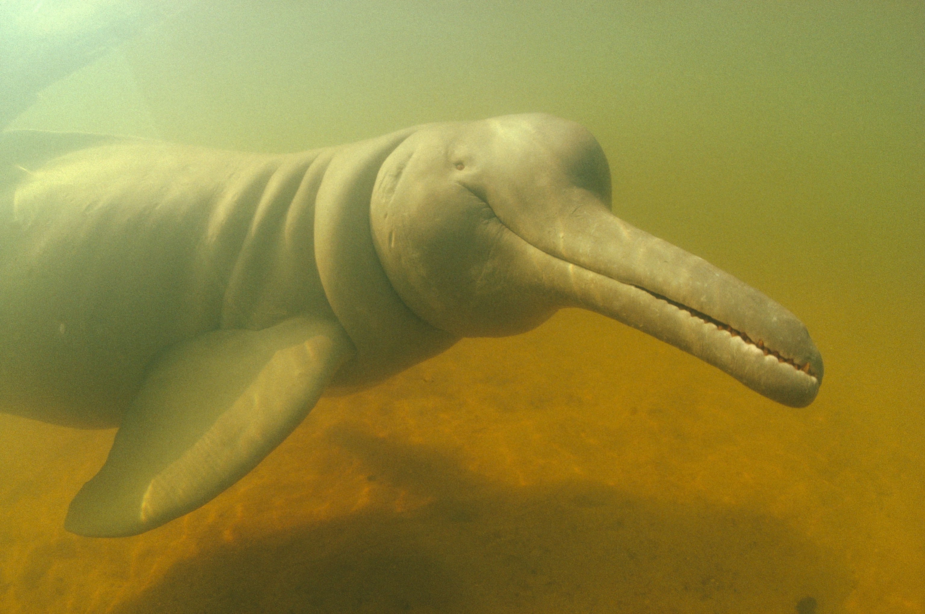 River Dolphin (Boto) Facts