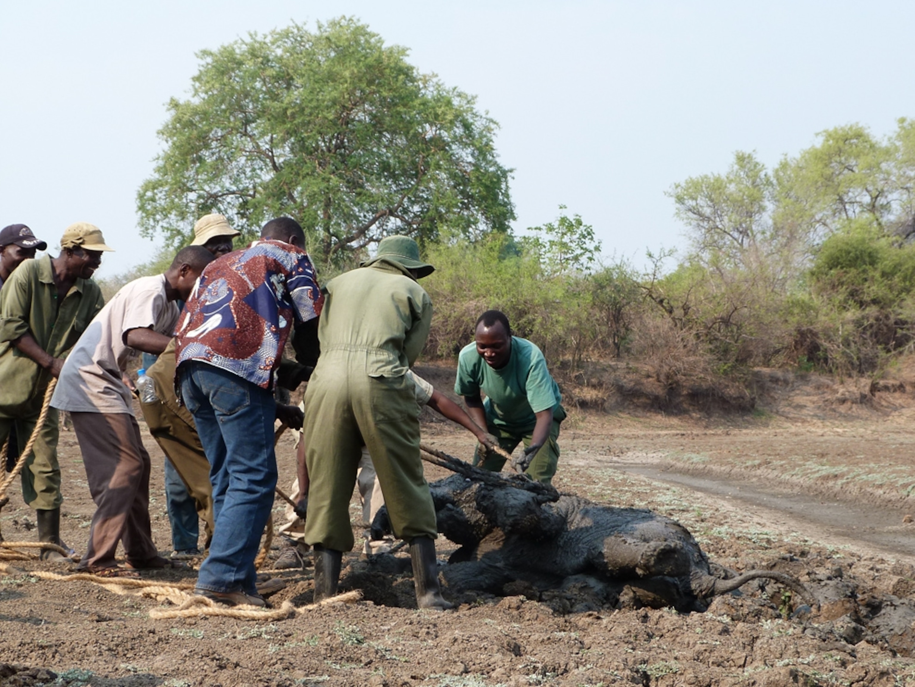 Elephant pictures: baby being rescued