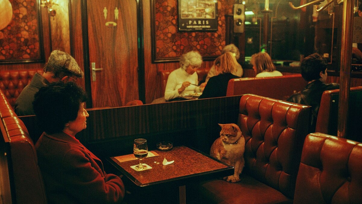 Do Cats Really Need Their Own Wine?