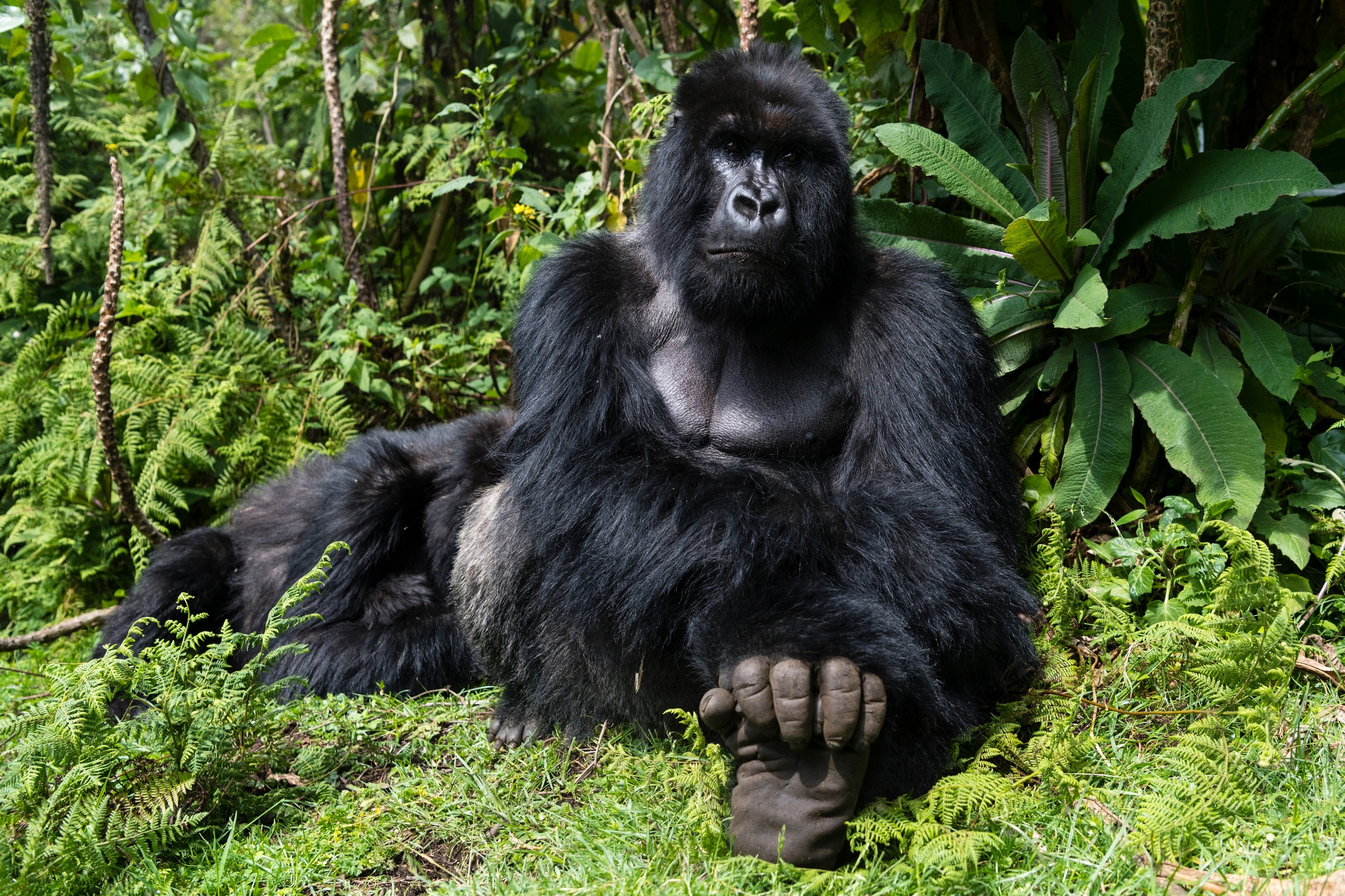 An endangered male silverback Mountain Gorilla, Gorilla beringei beringei, sitting protectively in the middle of his family.