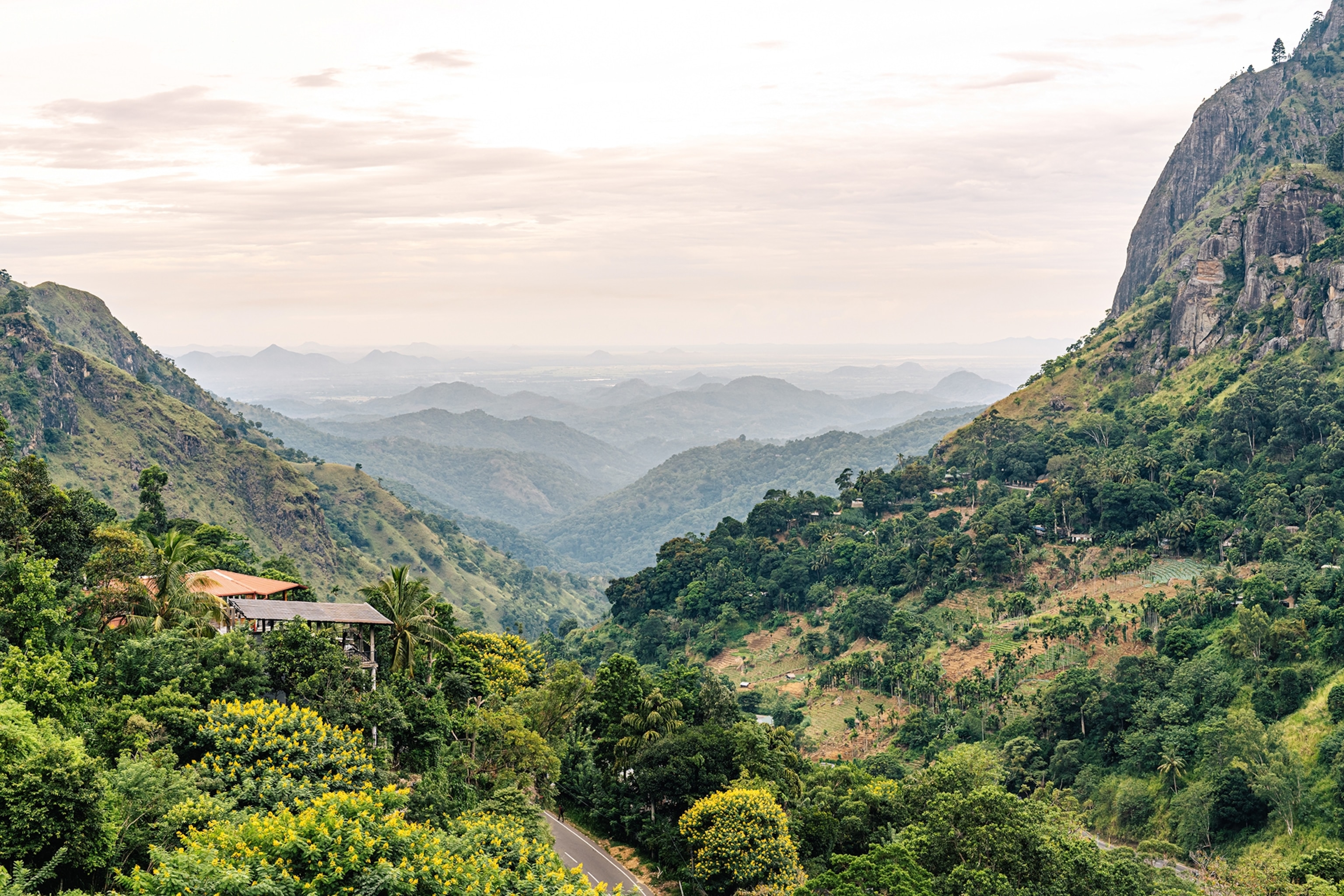 A wide landscape shot of rolling hills with tea plantations and simple houses peeking through the thick forests.