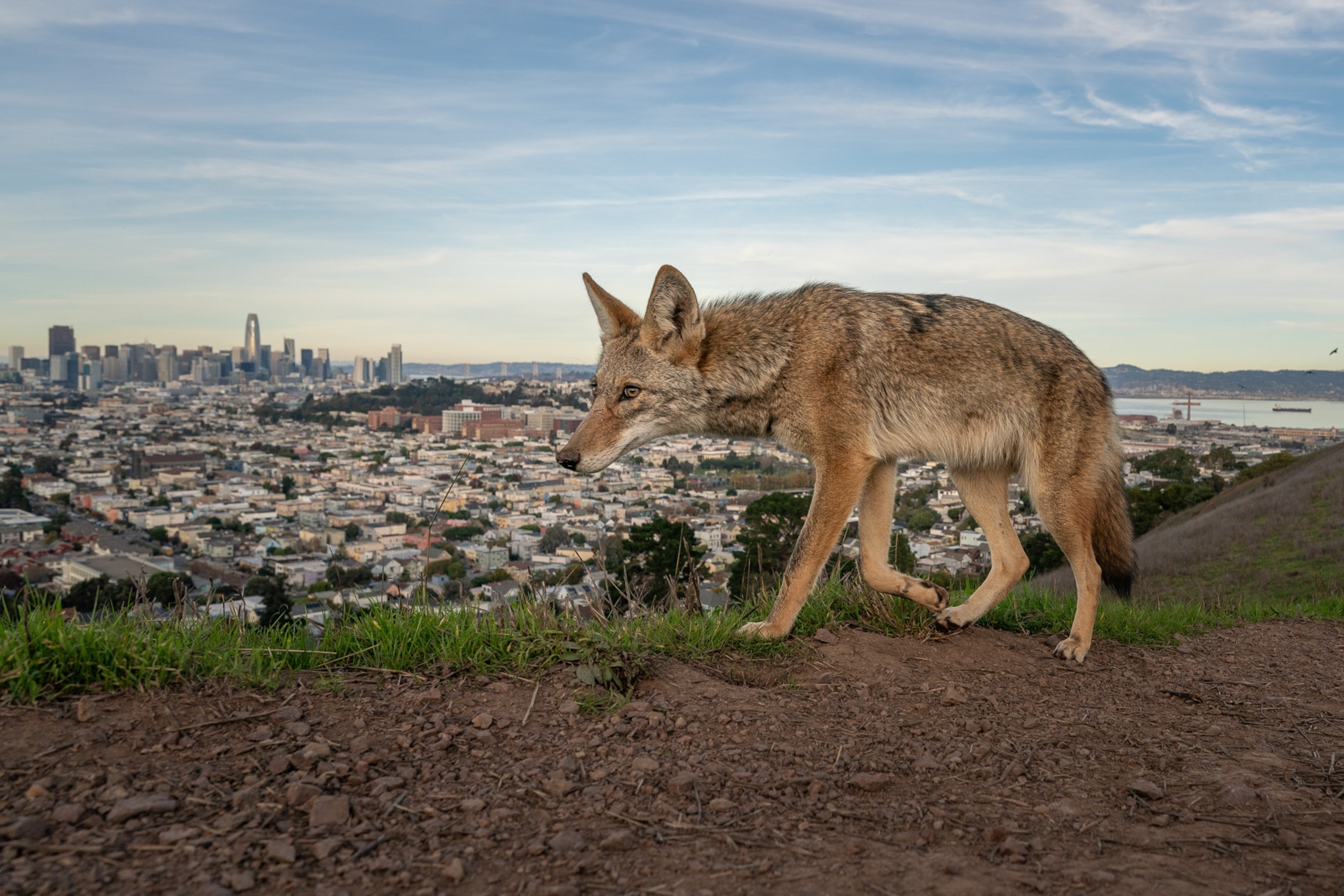 A coyote walks along a dirt path high above the city, as the cityscape cascades into the background.