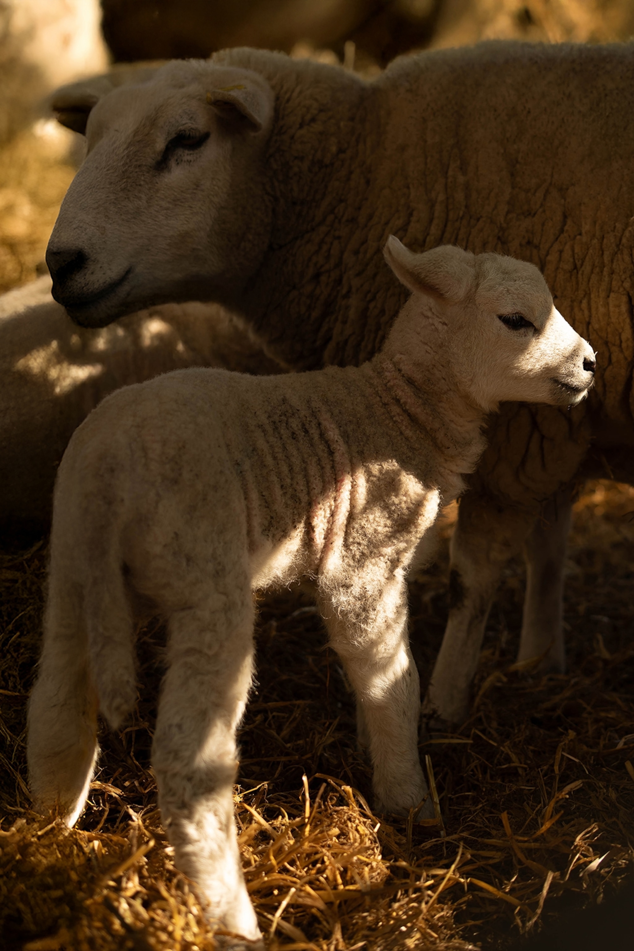 A lamb and mother sheep cuddling in a barn.