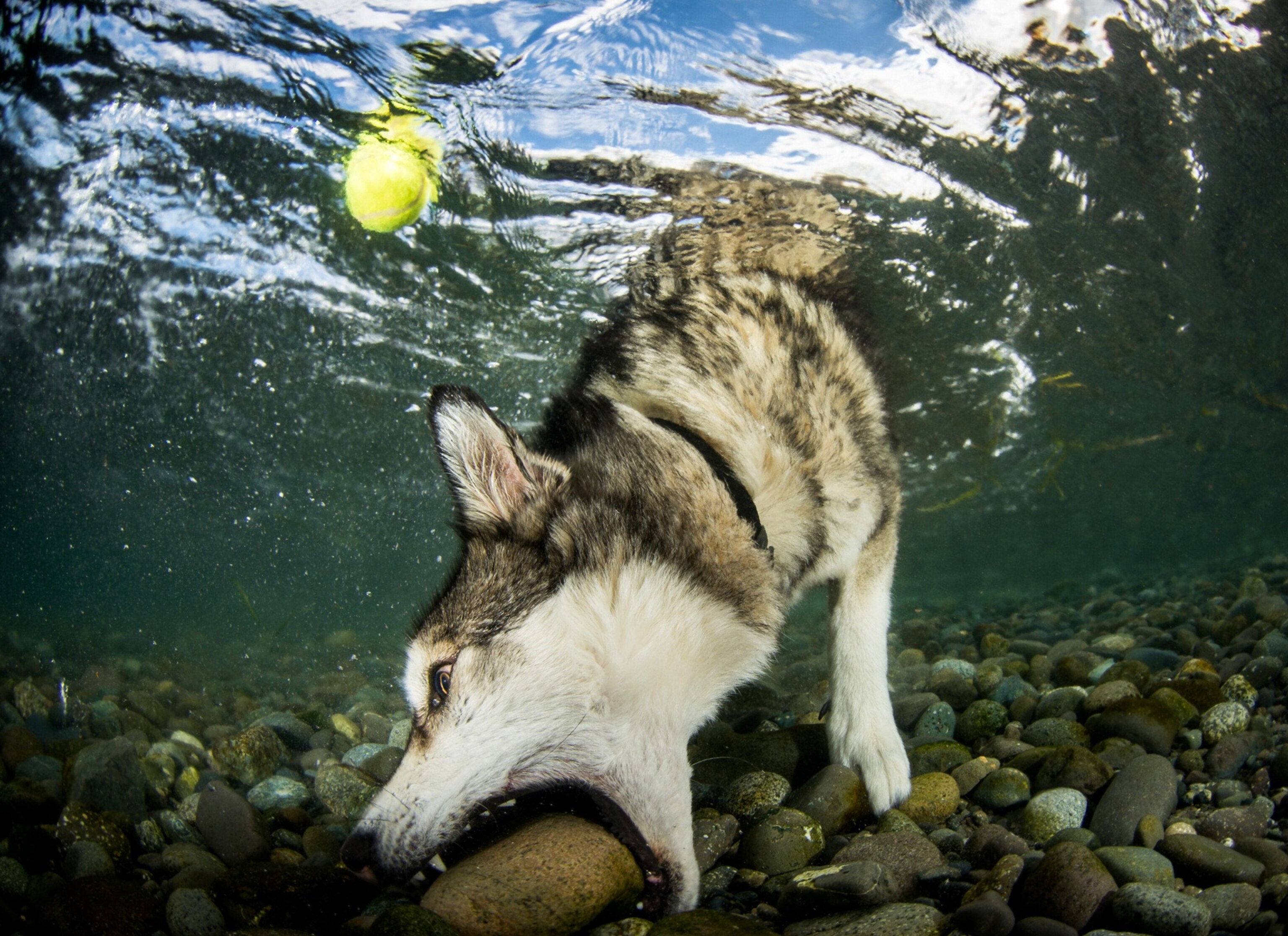 a dog biting a stone underwater, with a tennis ball floating above