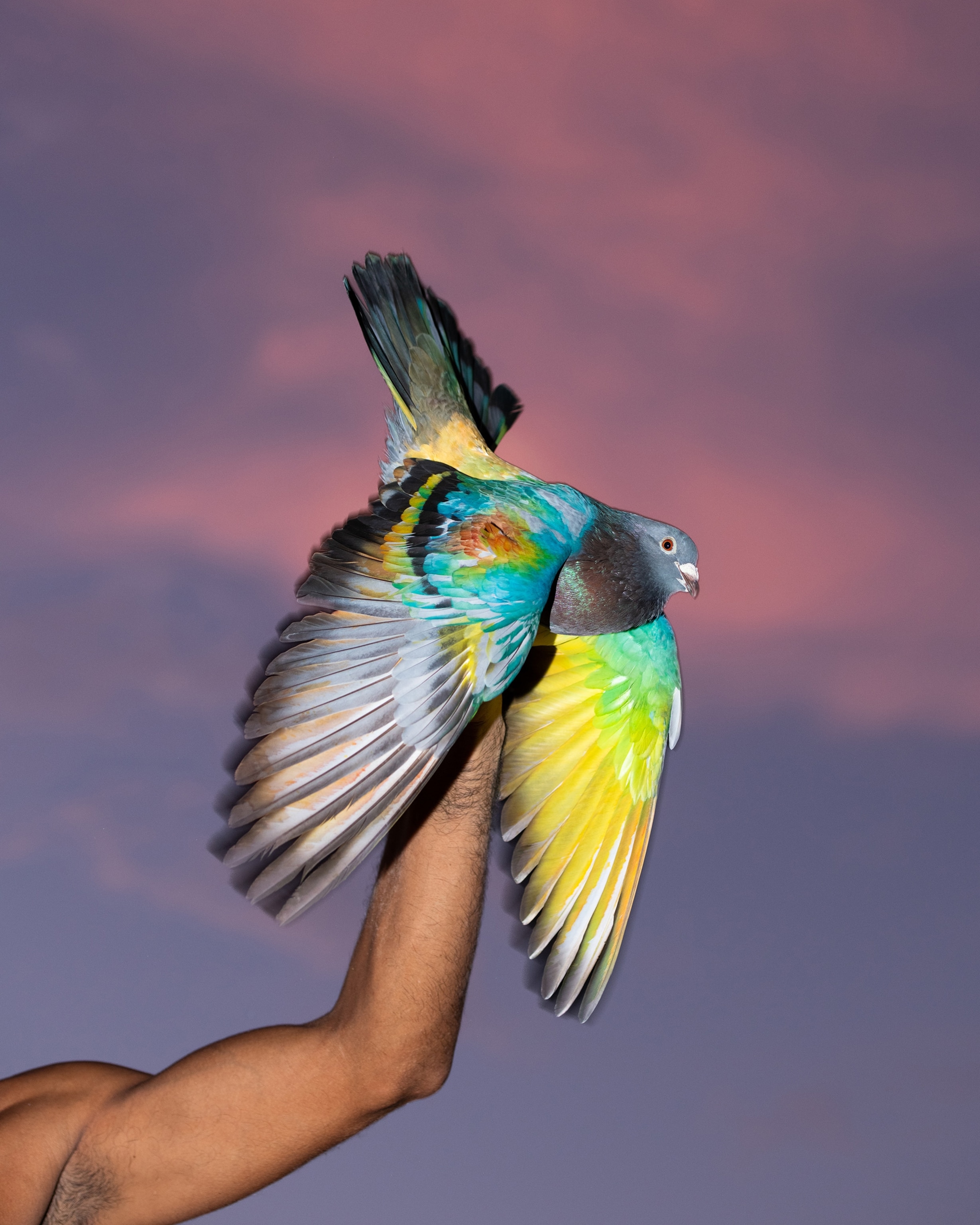 An arm holds out a pigeon with vibrant, multicolored wings.